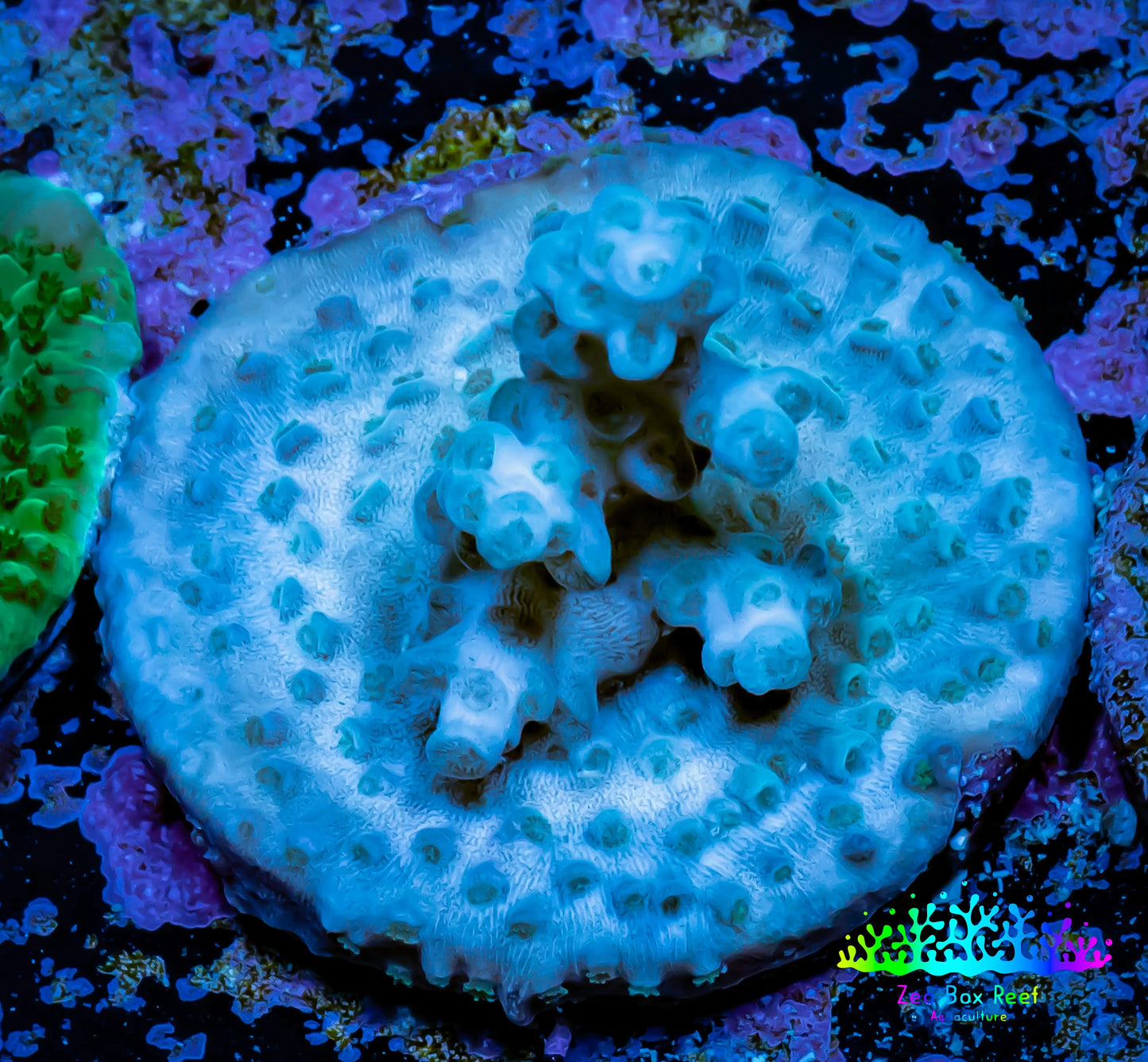 Acropora Coral - Ultra Acro Frag WYSIWYG A5R5B1 Acropora Coral - Ultra Acro Frag WYSIWYG A5R5B1 SPS Acropora Coral - Ultra Acro Frag WYSIWYG A5R5B1 Zeo Box Reef