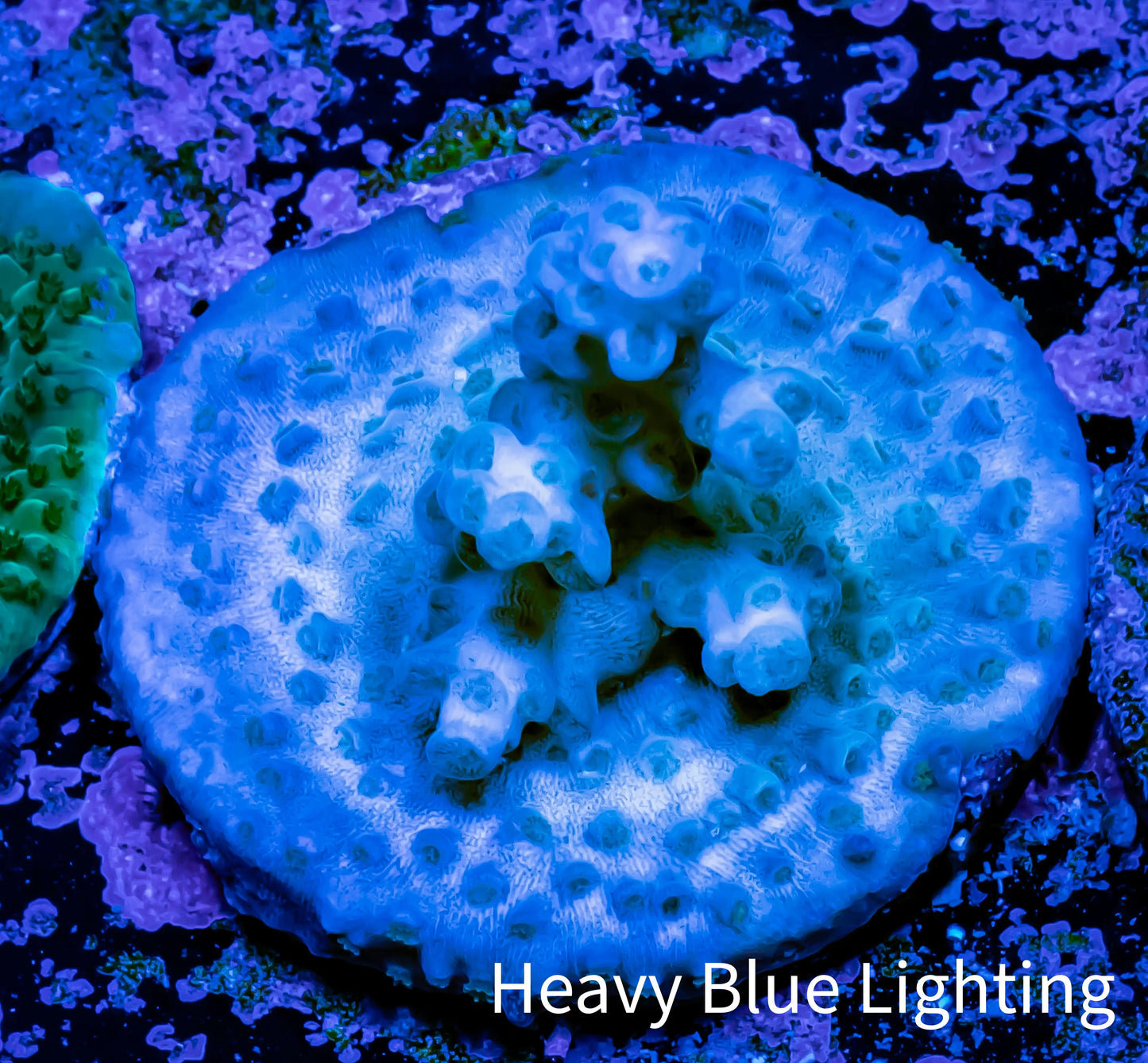 Acropora Coral - Ultra Acro Frag WYSIWYG A5R5B1 Acropora Coral - Ultra Acro Frag WYSIWYG A5R5B1 SPS Acropora Coral - Ultra Acro Frag WYSIWYG A5R5B1 Zeo Box Reef
