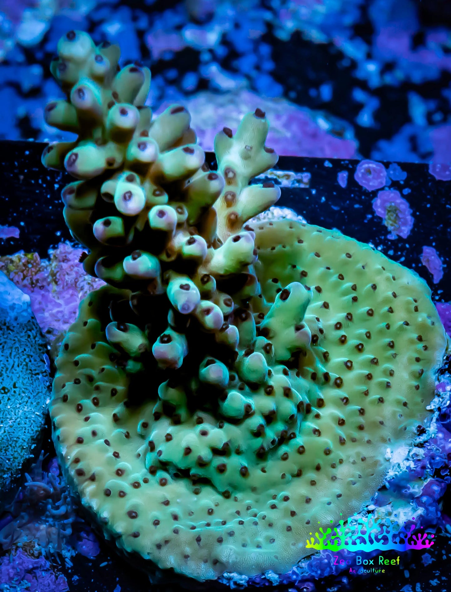 Acropora Coral - Ultra Acro Frag WYSIWYG A5R5B1 Acropora Coral - Ultra Acro Frag WYSIWYG A5R5B1 SPS Acropora Coral - Ultra Acro Frag WYSIWYG A5R5B1 Zeo Box Reef
