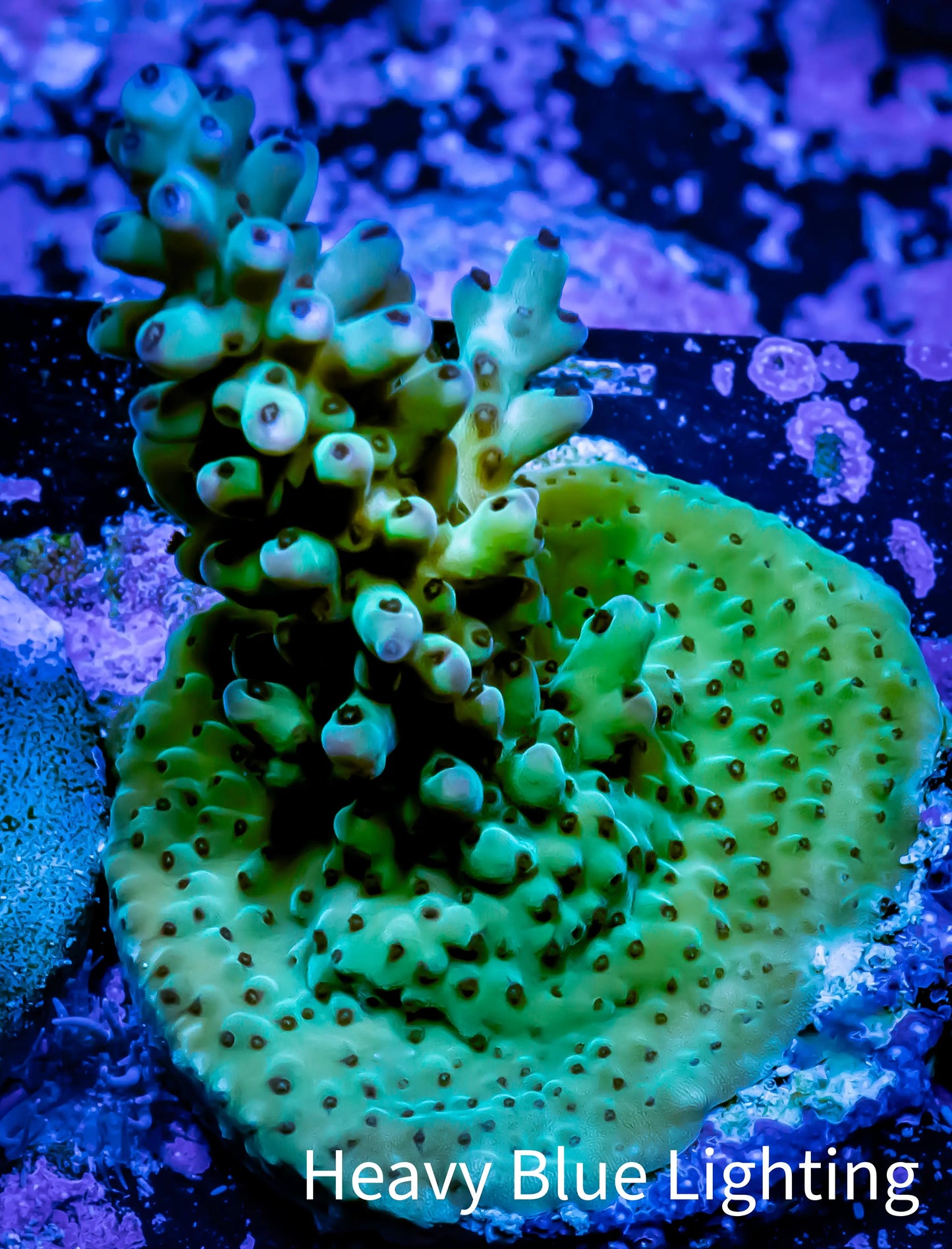 Acropora Coral - Ultra Acro Frag WYSIWYG A5R5B1 Acropora Coral - Ultra Acro Frag WYSIWYG A5R5B1 SPS Acropora Coral - Ultra Acro Frag WYSIWYG A5R5B1 Zeo Box Reef