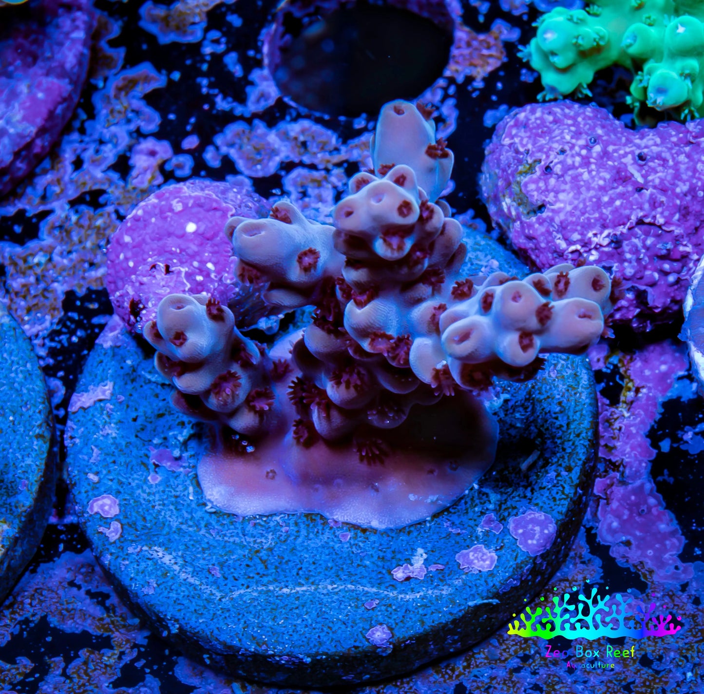 Acropora Coral - Ultra Acro Frag WYSIWYG A6R2B1 Acropora Coral - Ultra Acro Frag WYSIWYG A6R2B1 SPS Acropora Coral - Ultra Acro Frag WYSIWYG A6R2B1 Zeo Box Reef