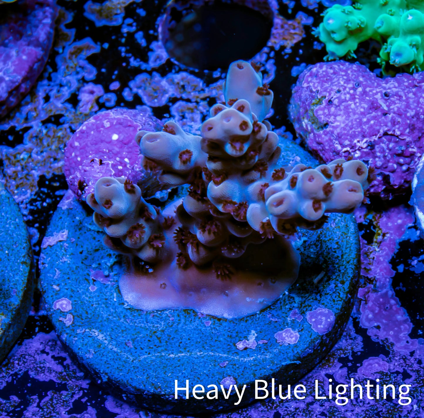 Acropora Coral - Ultra Acro Frag WYSIWYG A6R2B1 Acropora Coral - Ultra Acro Frag WYSIWYG A6R2B1 SPS Acropora Coral - Ultra Acro Frag WYSIWYG A6R2B1 Zeo Box Reef