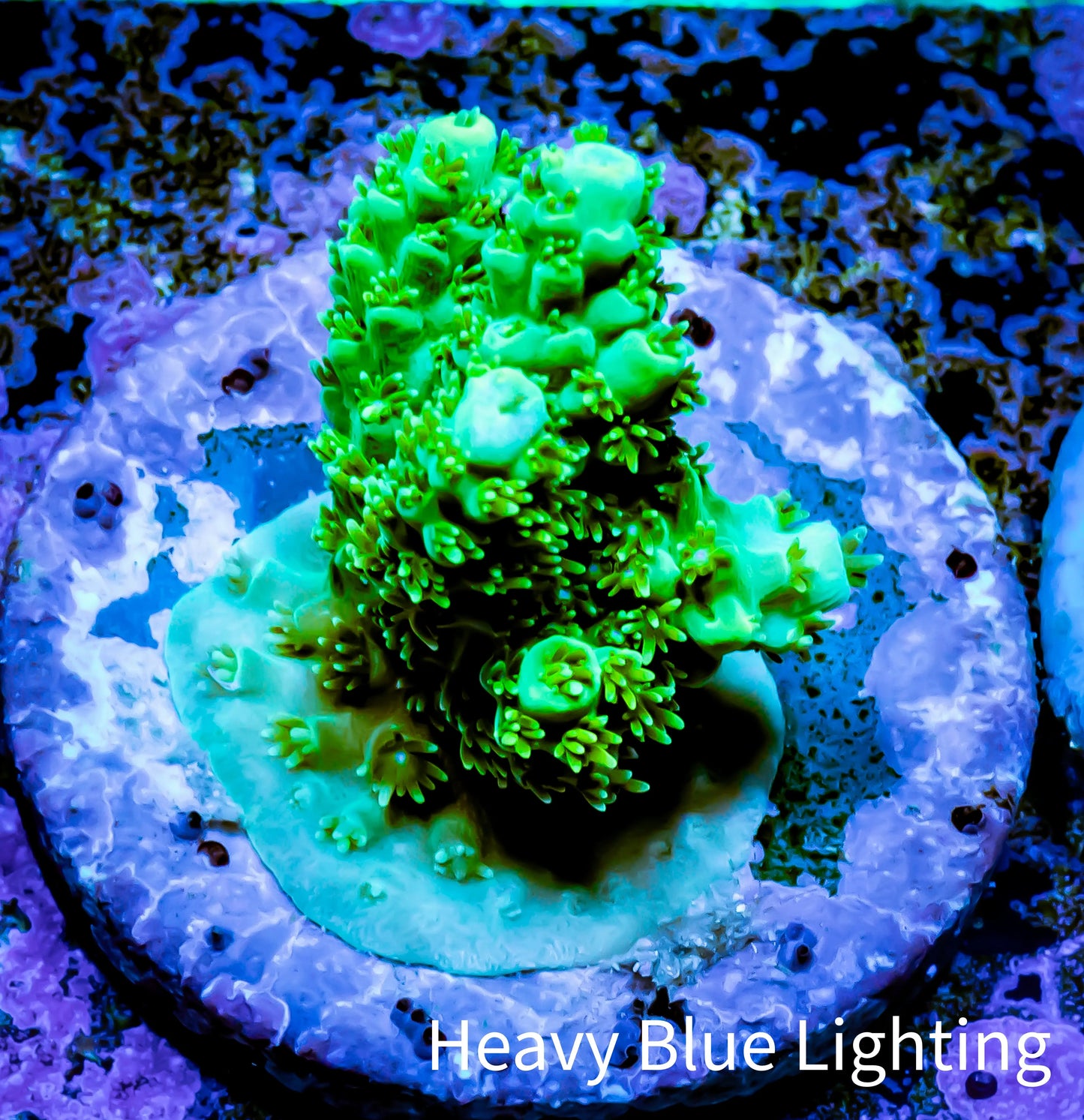 Acropora Coral - Ultra Acro Frag WYSIWYG A6R5B1 Acropora Coral - Ultra Acro Frag WYSIWYG A6R5B1 SPS Acropora Coral - Ultra Acro Frag WYSIWYG A6R5B1 Zeo Box Reef