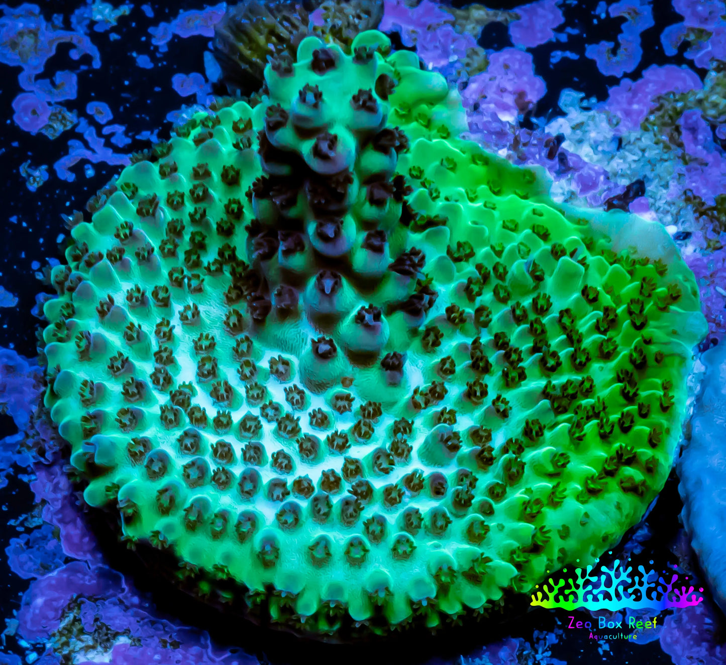 Acropora Coral - Ultra Acro Frag WYSIWYG A6R5B1 Acropora Coral - Ultra Acro Frag WYSIWYG A6R5B1 SPS Acropora Coral - Ultra Acro Frag WYSIWYG A6R5B1 Zeo Box Reef