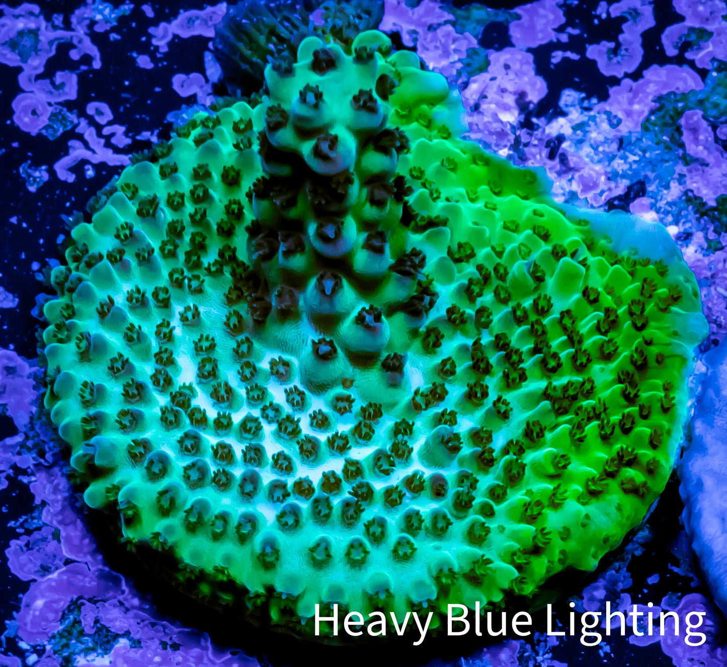 Acropora Coral - Ultra Acro Frag WYSIWYG A6R5B1 Acropora Coral - Ultra Acro Frag WYSIWYG A6R5B1 SPS Acropora Coral - Ultra Acro Frag WYSIWYG A6R5B1 Zeo Box Reef