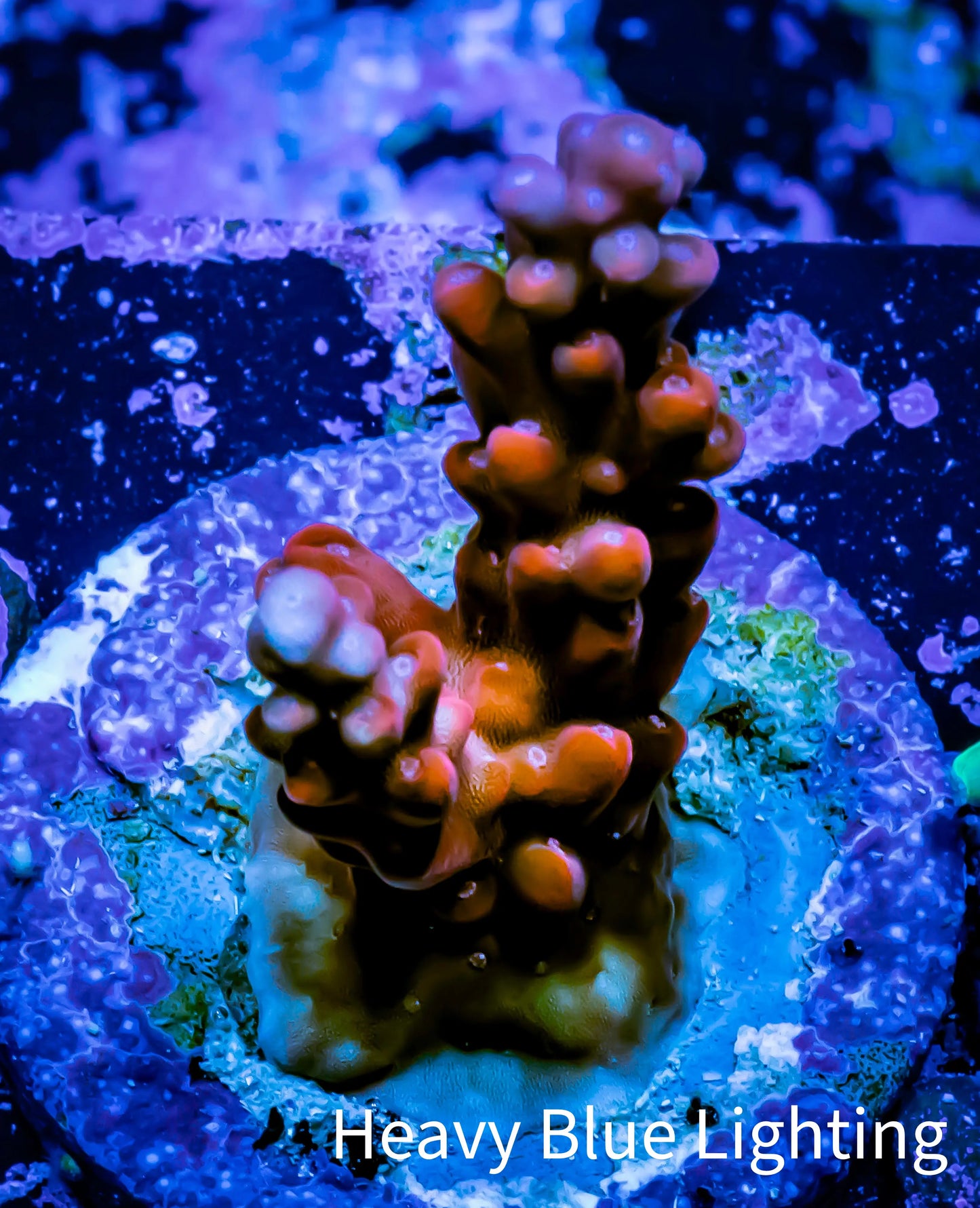 Acropora Coral - Ultra Acro Frag WYSIWYG A6R5B1 Acropora Coral - Ultra Acro Frag WYSIWYG A6R5B1 SPS Acropora Coral - Ultra Acro Frag WYSIWYG A6R5B1 Zeo Box Reef