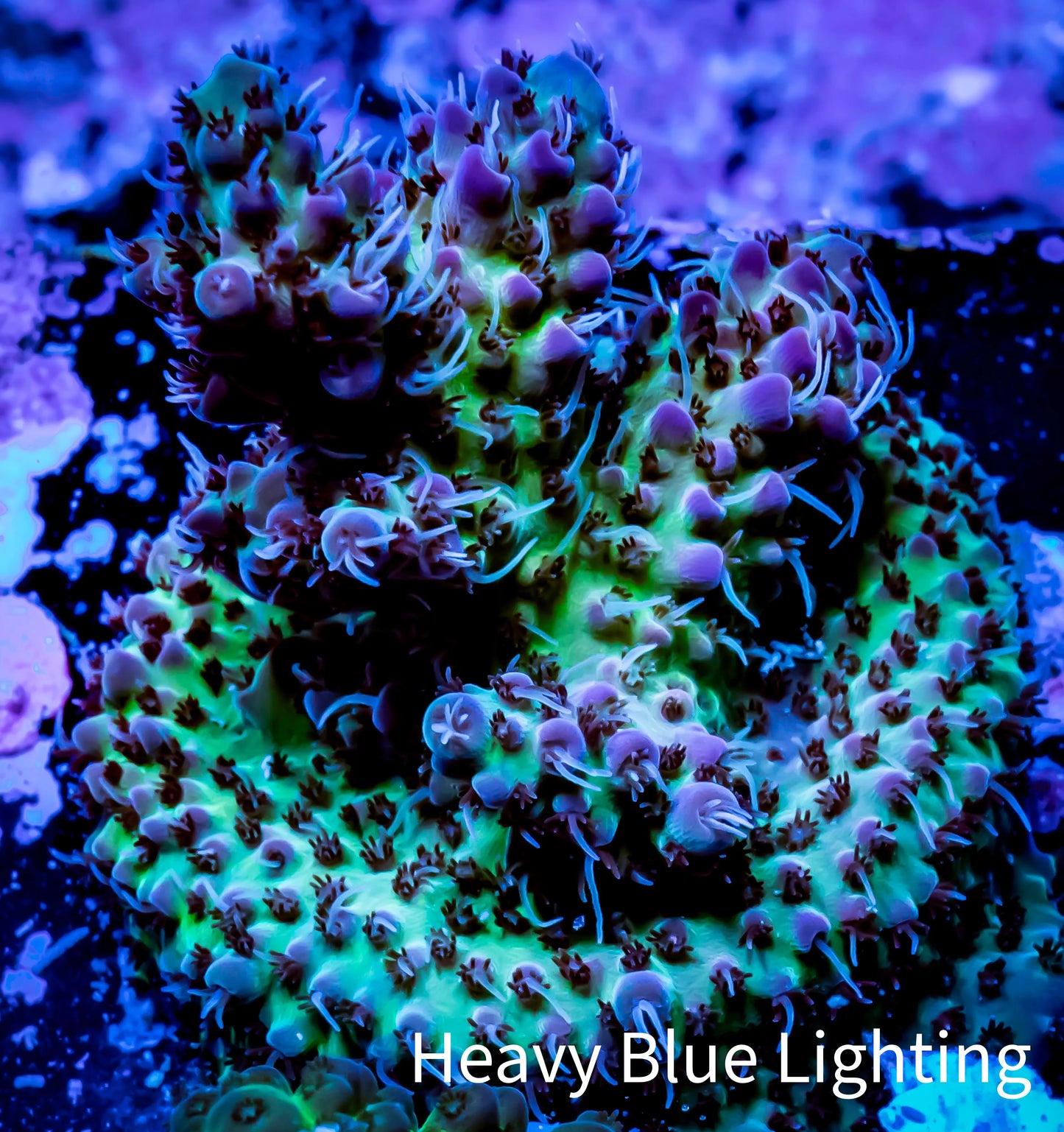 Acropora Coral - Ultra Acro Frag WYSIWYG A7R2B1 Acropora Coral - Ultra Acro Frag WYSIWYG A7R2B1 SPS Acropora Coral - Ultra Acro Frag WYSIWYG A7R2B1 Zeo Box Reef