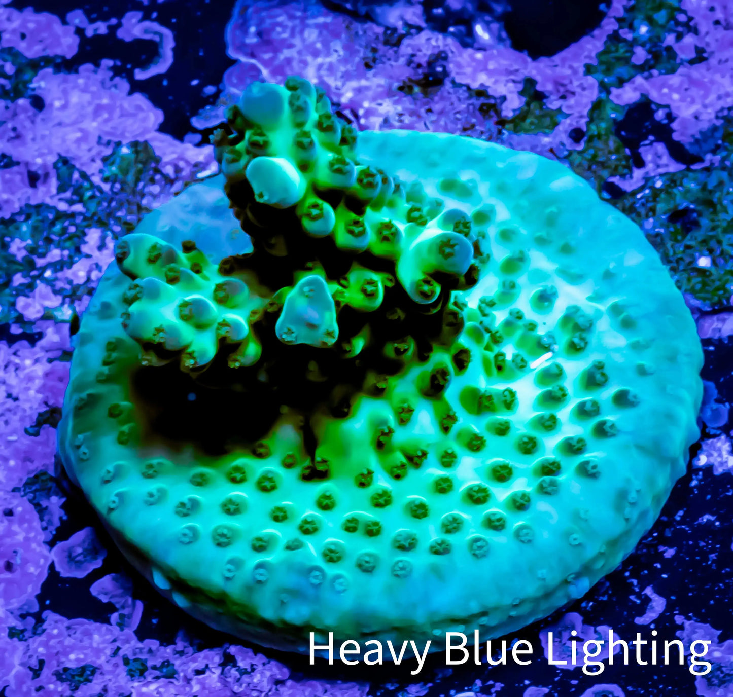 Acropora Coral - Ultra Acro Frag WYSIWYG A7R5B1 Acropora Coral - Ultra Acro Frag WYSIWYG A7R5B1 SPS Acropora Coral - Ultra Acro Frag WYSIWYG A7R5B1 Zeo Box Reef