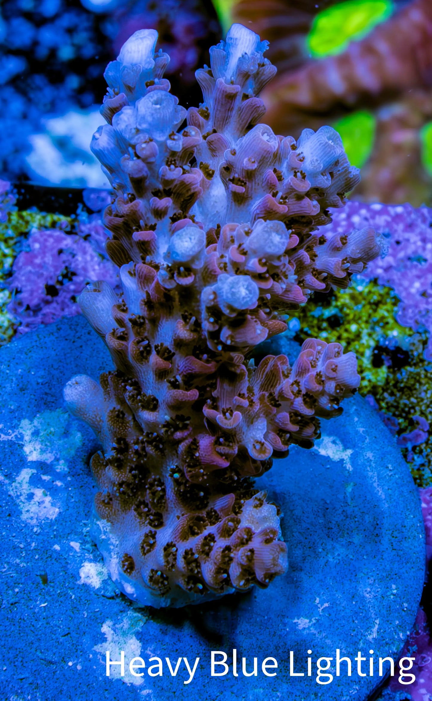 Acropora Coral - Ultra Acro Frag WYSIWYG A7R5B1 Acropora Coral - Ultra Acro Frag WYSIWYG A7R5B1 SPS Acropora Coral - Ultra Acro Frag WYSIWYG A7R5B1 Zeo Box Reef