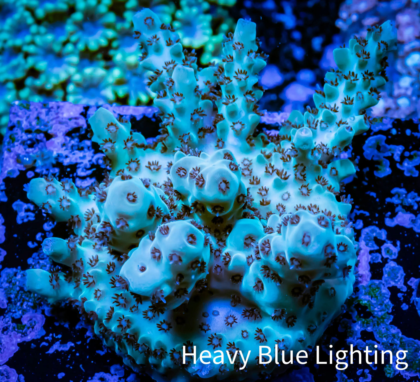 Acropora Coral - Ultra Acro Frag WYSIWYG A8R2B1 Acropora Coral - Ultra Acro Frag WYSIWYG A8R2B1 SPS Acropora Coral - Ultra Acro Frag WYSIWYG A8R2B1 Zeo Box Reef