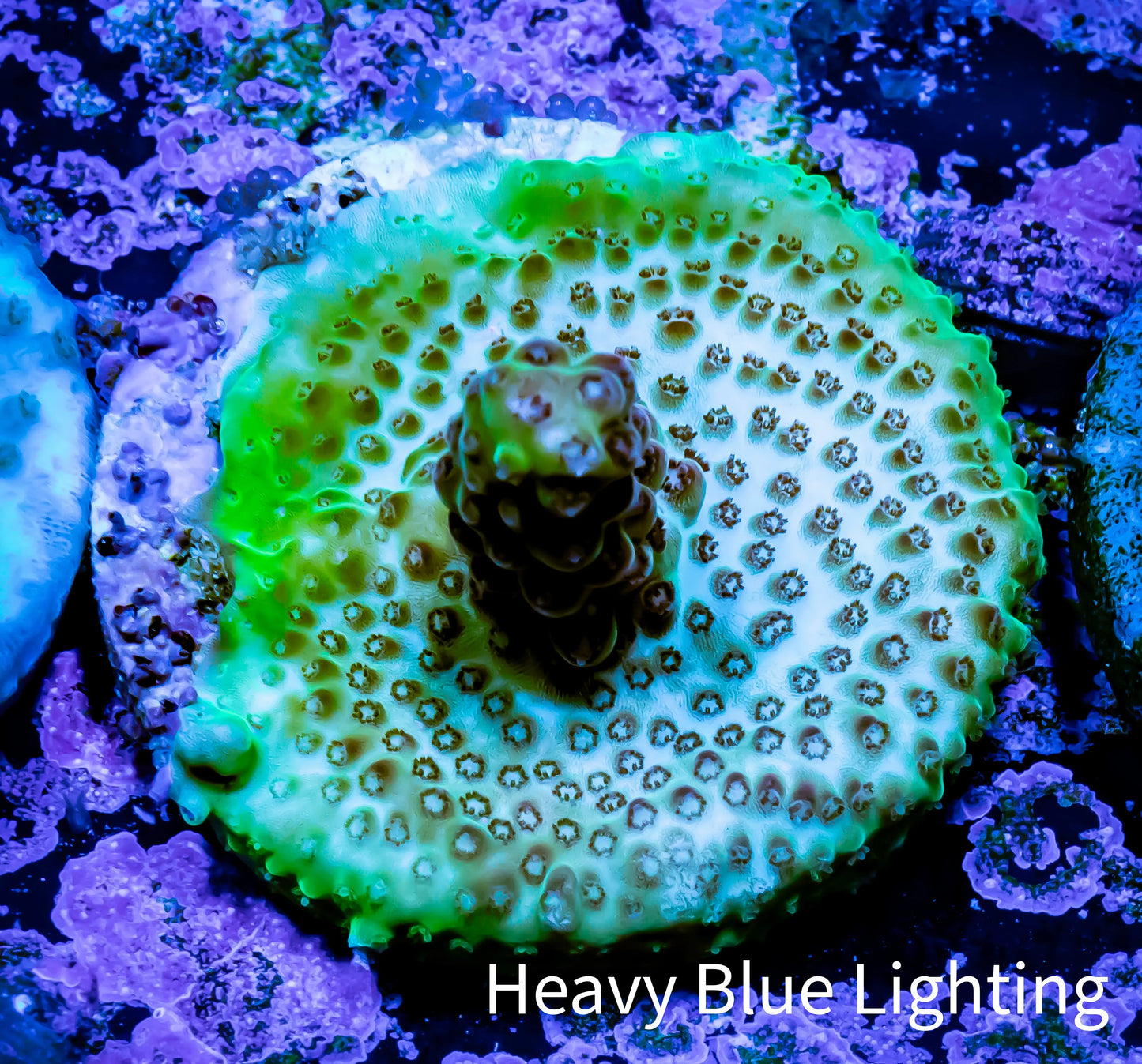 Acropora Coral - Ultra Acro Frag WYSIWYG A8R5B1 Acropora Coral - Ultra Acro Frag WYSIWYG A8R5B1 SPS Acropora Coral - Ultra Acro Frag WYSIWYG A8R5B1 Zeo Box Reef