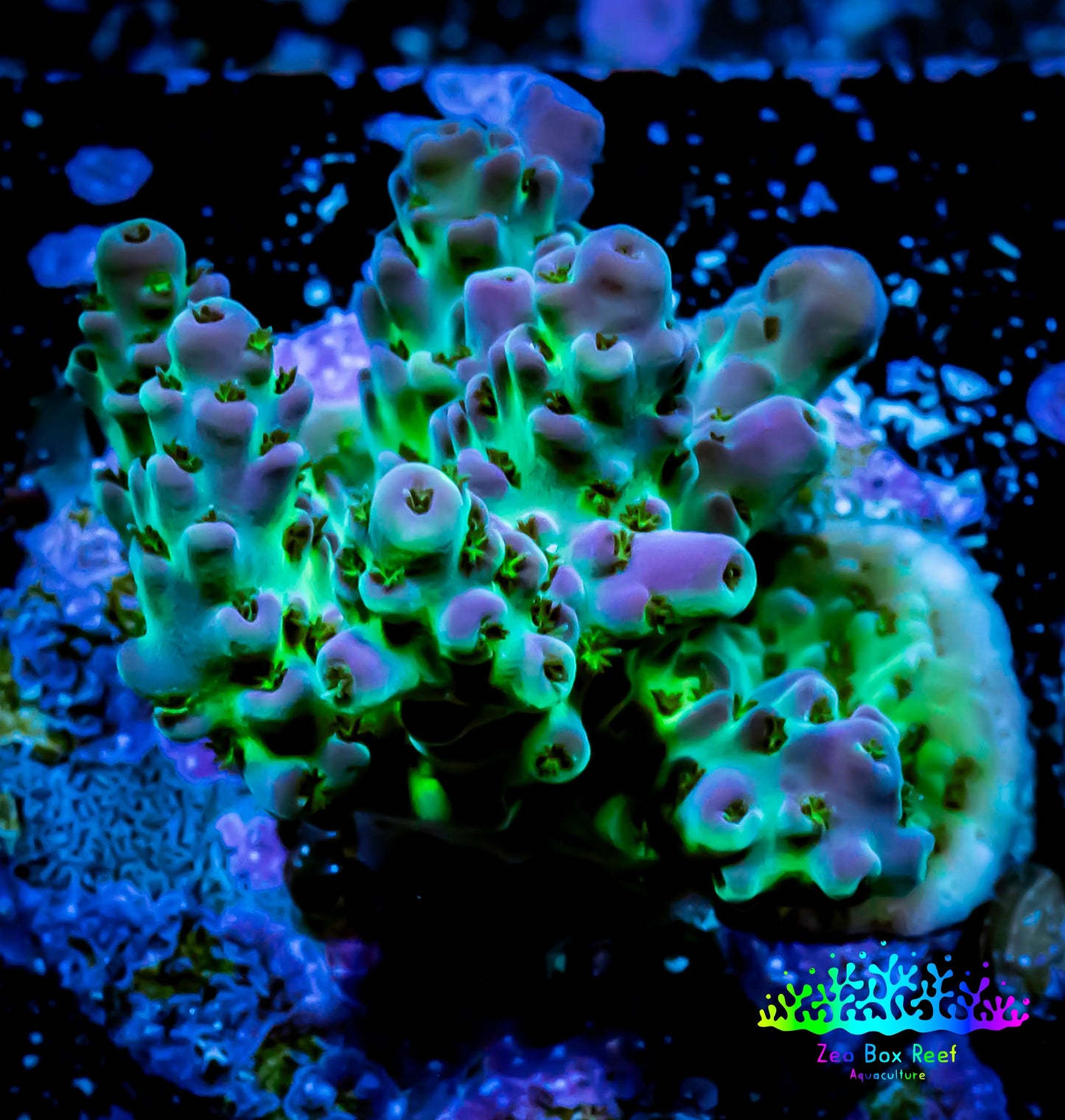 Acropora Coral - Ultra Acro Frag WYSIWYG A9R2B1 Acropora Coral - Ultra Acro Frag WYSIWYG A9R2B1 SPS Acropora Coral - Ultra Acro Frag WYSIWYG A9R2B1 Zeo Box Reef