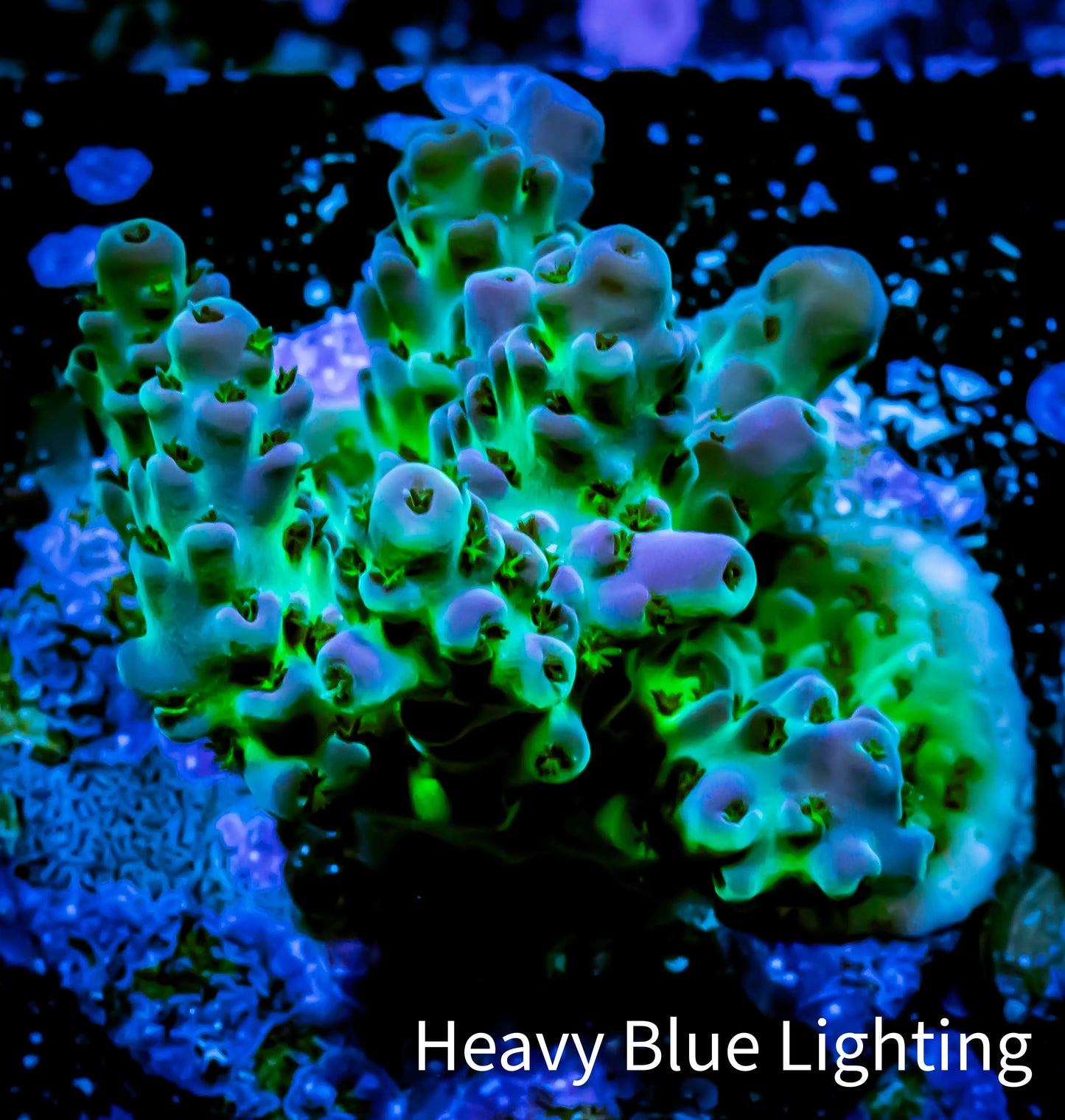 Acropora Coral - Ultra Acro Frag WYSIWYG A9R2B1 Acropora Coral - Ultra Acro Frag WYSIWYG A9R2B1 SPS Acropora Coral - Ultra Acro Frag WYSIWYG A9R2B1 Zeo Box Reef