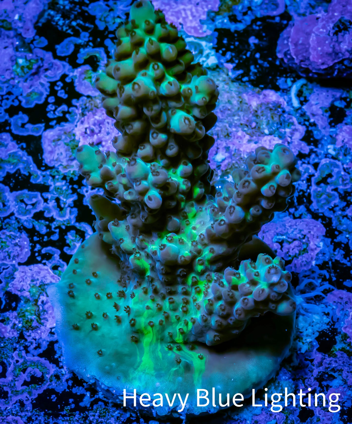 Acropora Coral - Ultra Acro Frag WYSIWYG A9R4B1 Acropora Coral - Ultra Acro Frag WYSIWYG A9R4B1 SPS Acropora Coral - Ultra Acro Frag WYSIWYG A9R4B1 Zeo Box Reef