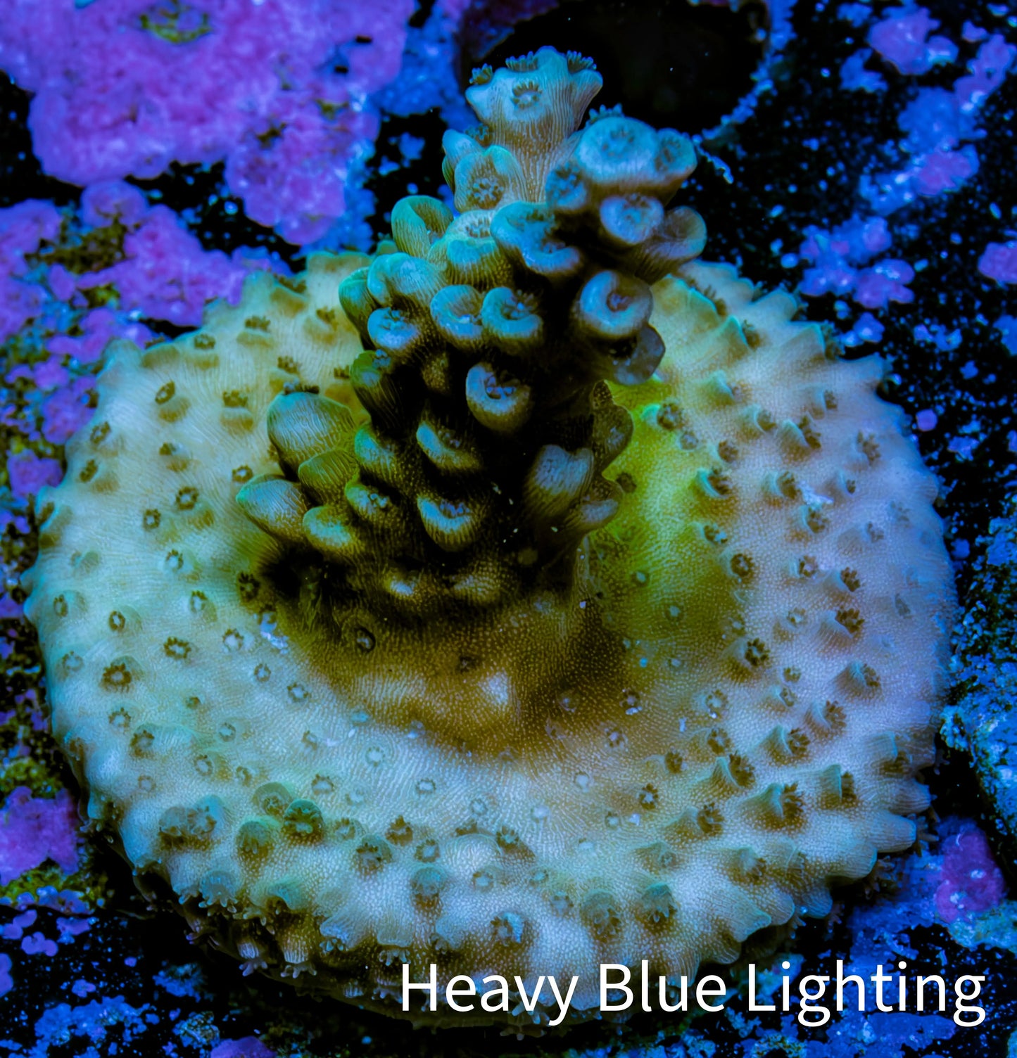 Acropora Coral - Ultra Acro Frag WYSIWYG A9R5B1 Acropora Coral - Ultra Acro Frag WYSIWYG A9R5B1 SPS Acropora Coral - Ultra Acro Frag WYSIWYG A9R5B1 Zeo Box Reef