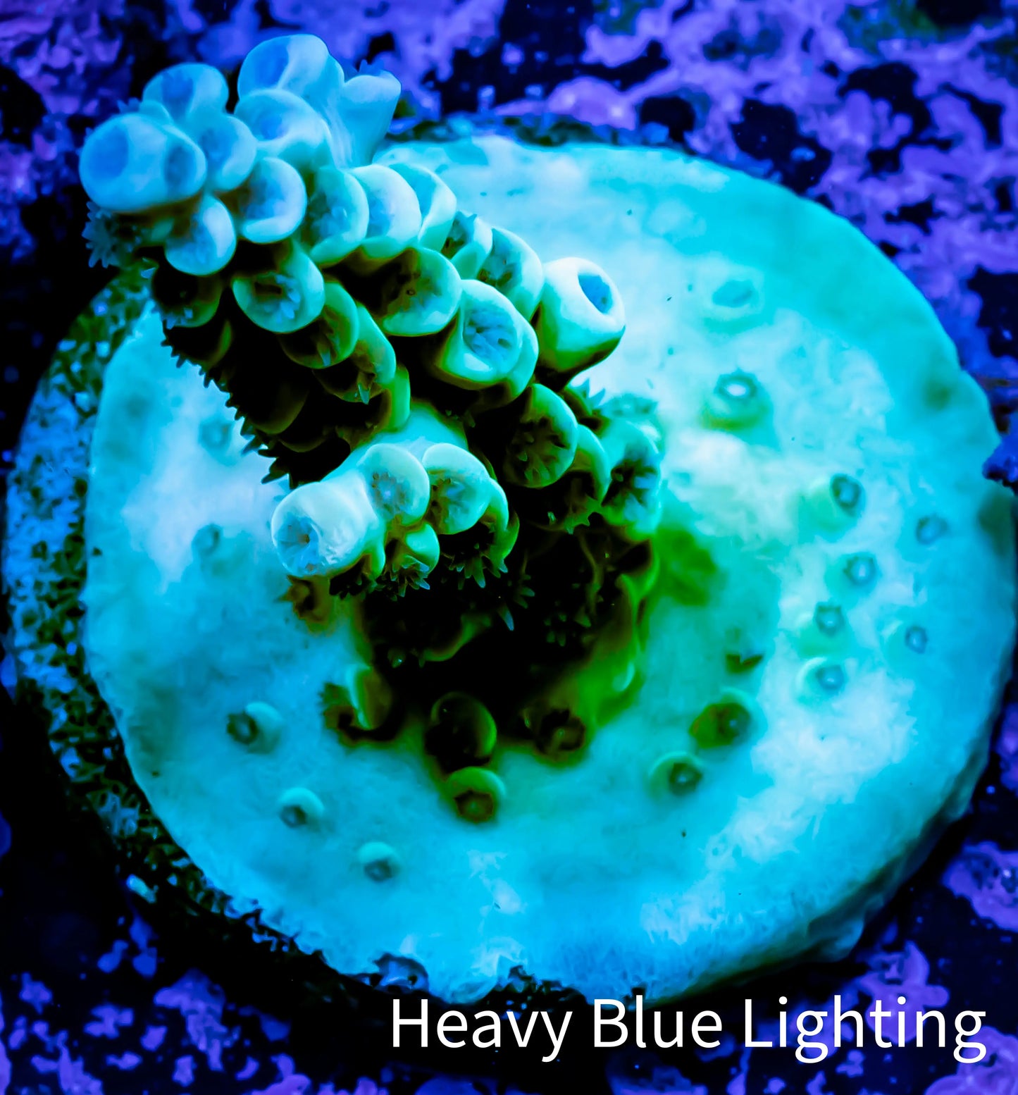 Acropora Coral - Ultra Acro Frag WYSIWYG B10R2B1 Acropora Coral - Ultra Acro Frag WYSIWYG B10R2B1 SPS Acropora Coral - Ultra Acro Frag WYSIWYG B10R2B1 Zeo Box Reef