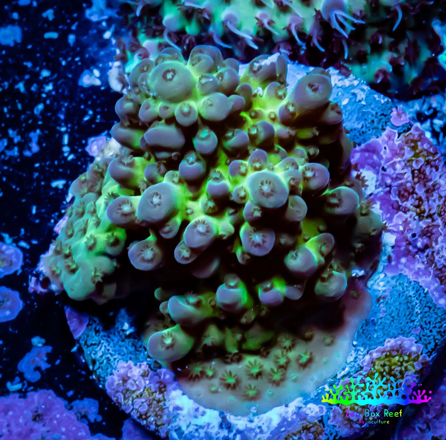 Acropora Coral - Ultra Acro Frag WYSIWYG B11R2B1 Acropora Coral - Ultra Acro Frag WYSIWYG B11R2B1 SPS Acropora Coral - Ultra Acro Frag WYSIWYG B11R2B1 Zeo Box Reef