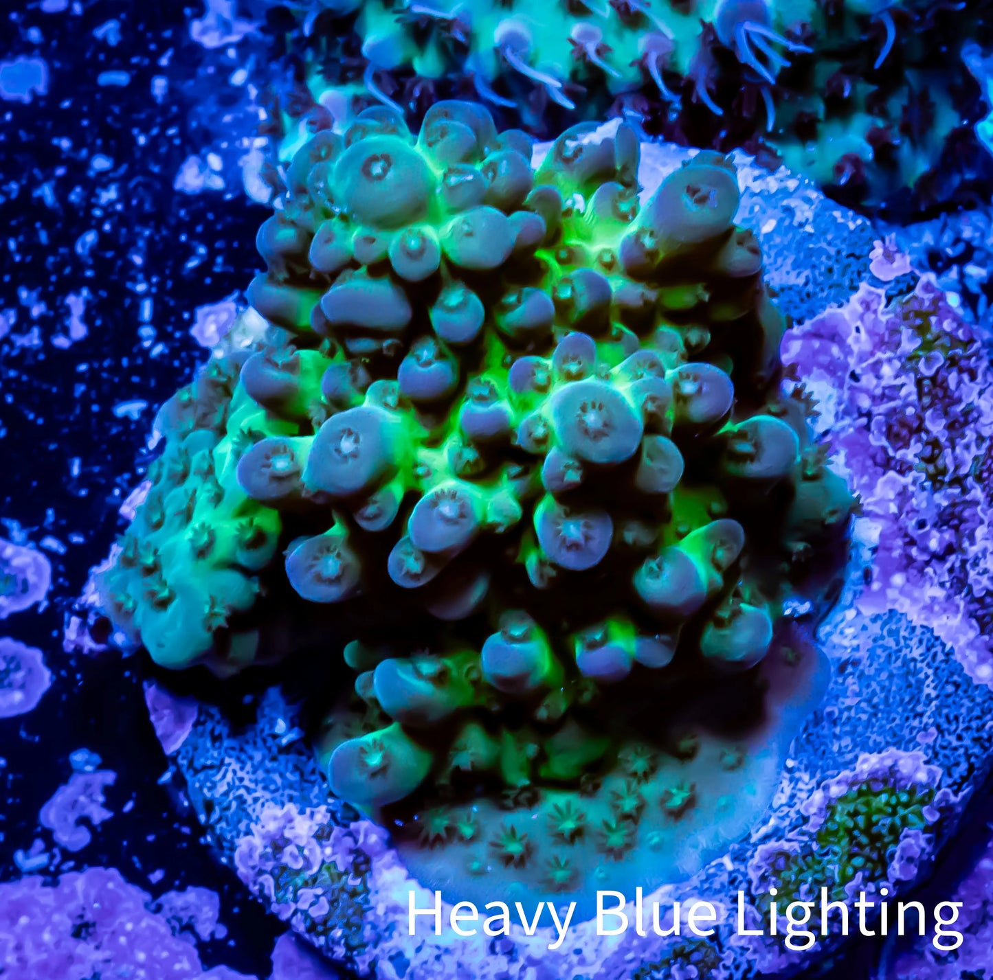 Acropora Coral - Ultra Acro Frag WYSIWYG B11R2B1 Acropora Coral - Ultra Acro Frag WYSIWYG B11R2B1 SPS Acropora Coral - Ultra Acro Frag WYSIWYG B11R2B1 Zeo Box Reef