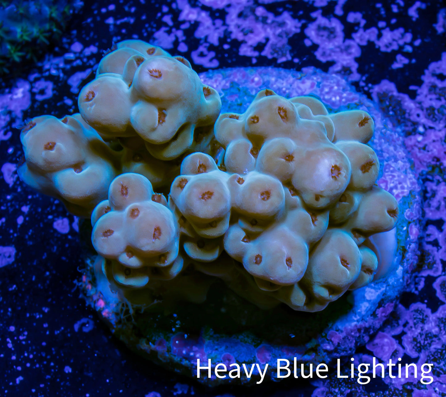 Acropora Coral - Ultra Acro Frag WYSIWYG B1R2B1 Acropora Coral - Ultra Acro Frag WYSIWYG B1R2B1 SPS Acropora Coral - Ultra Acro Frag WYSIWYG B1R2B1 Zeo Box Reef