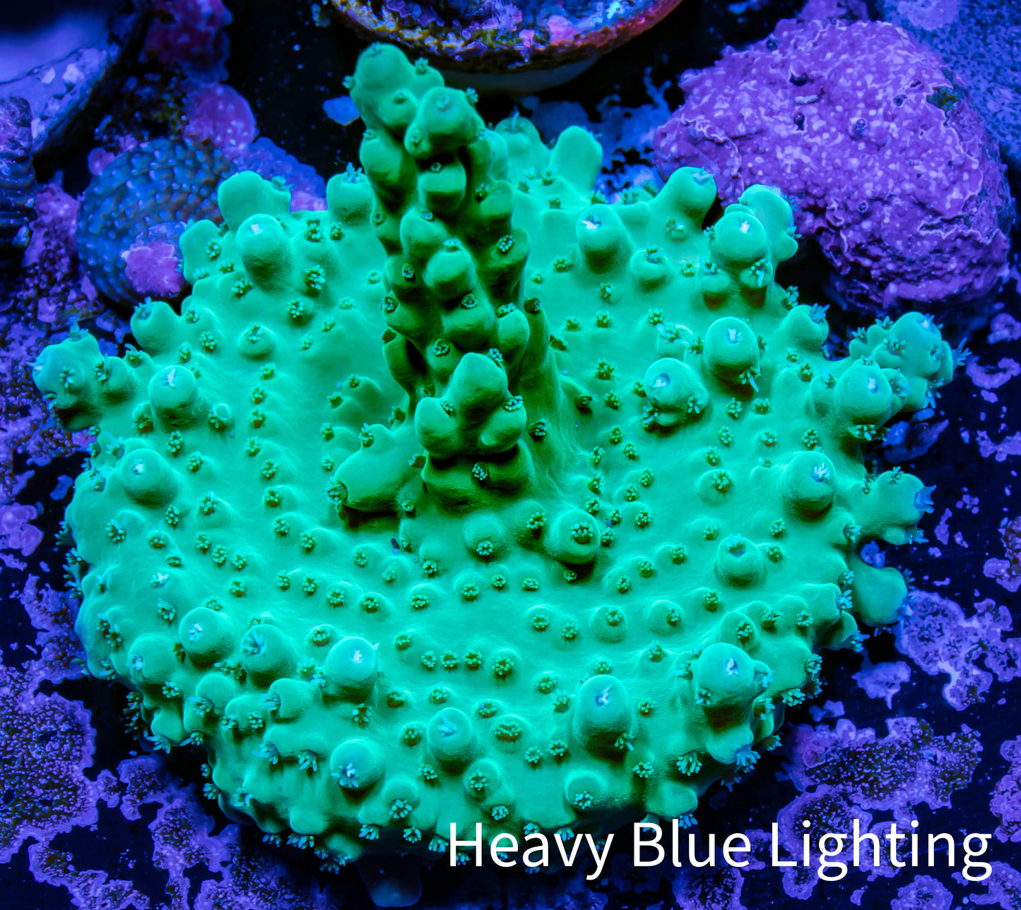 Acropora Coral - Ultra Acro Frag WYSIWYG B3R2B1 Acropora Coral - Ultra Acro Frag WYSIWYG B3R2B1 SPS Acropora Coral - Ultra Acro Frag WYSIWYG B3R2B1 Zeo Box Reef