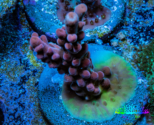 Acropora Coral -  Ultra  Acro Frag  WYSIWYG B3R2B1 Acropora Coral -  Ultra  Acro Frag  WYSIWYG B3R2B1 SPS Acropora Coral -  Ultra  Acro Frag  WYSIWYG B3R2B1 Zeo Box Reef