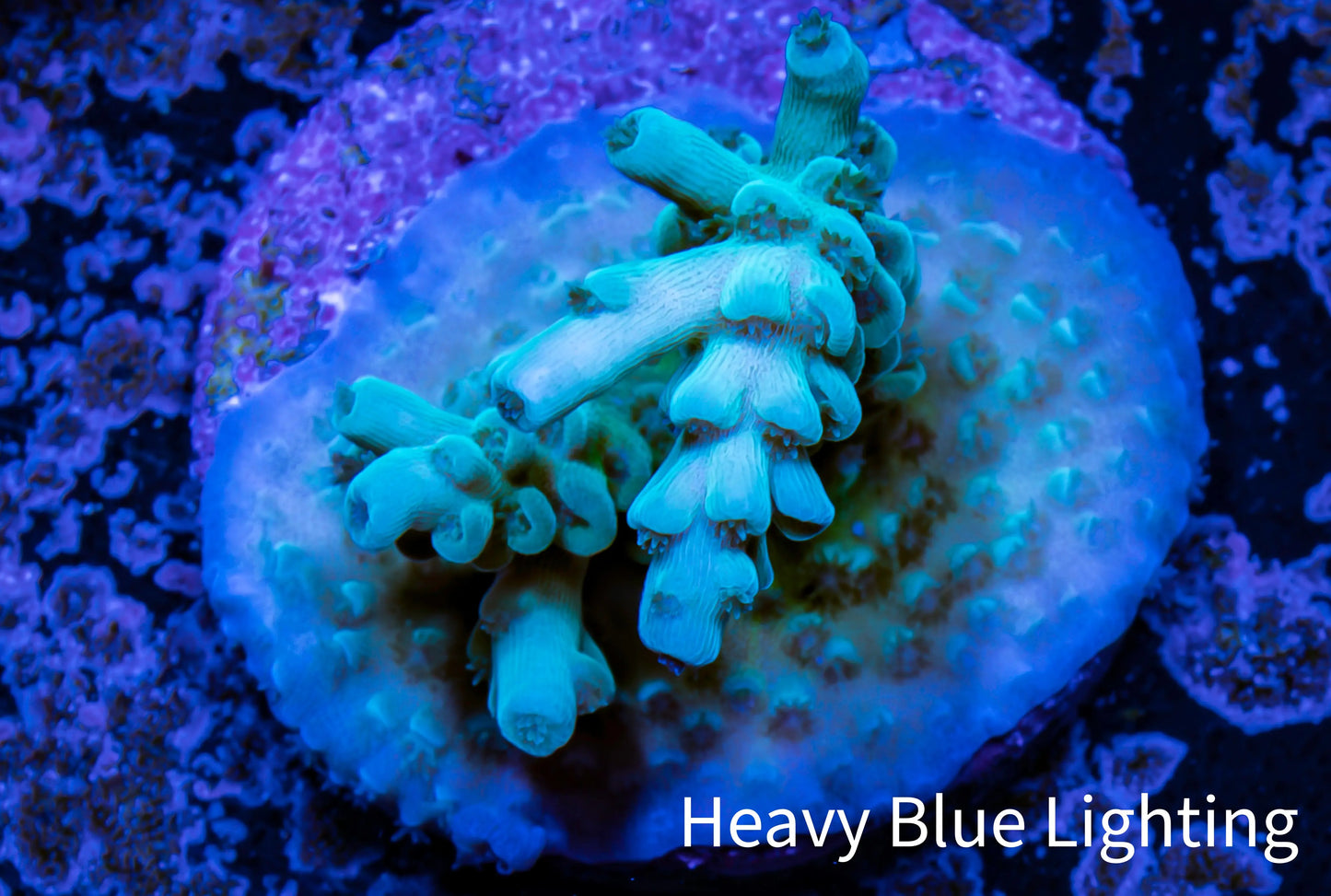 Acropora Coral - Ultra Acro Frag WYSIWYG C2R2B1 Acropora Coral - Ultra Acro Frag WYSIWYG C2R2B1 SPS Acropora Coral - Ultra Acro Frag WYSIWYG C2R2B1 Zeo Box Reef