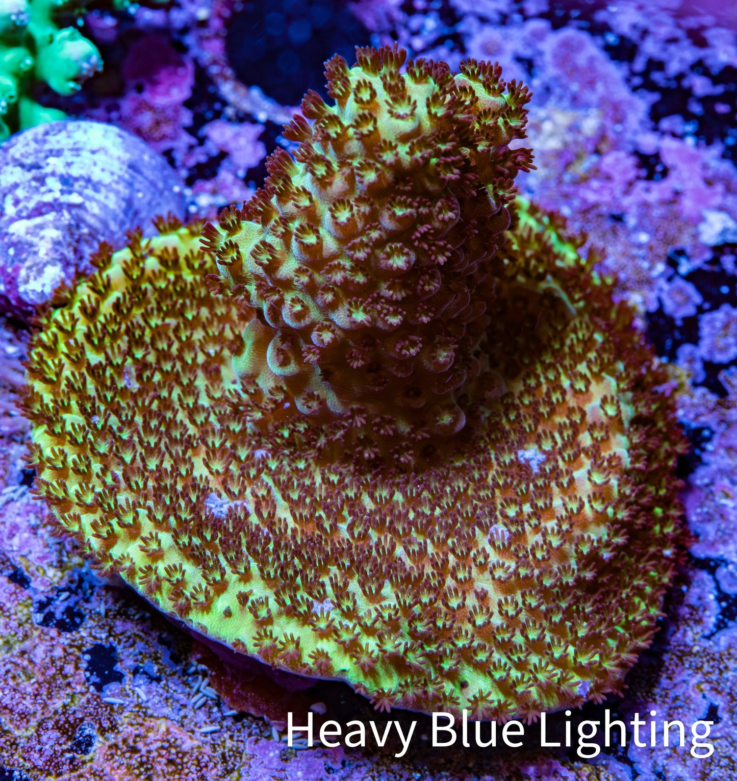 Acropora Coral - Ultra Acro Frag WYSIWYG D1R2B1 Acropora Coral - Ultra Acro Frag WYSIWYG D1R2B1 SPS Acropora Coral - Ultra Acro Frag WYSIWYG D1R2B1 Zeo Box Reef