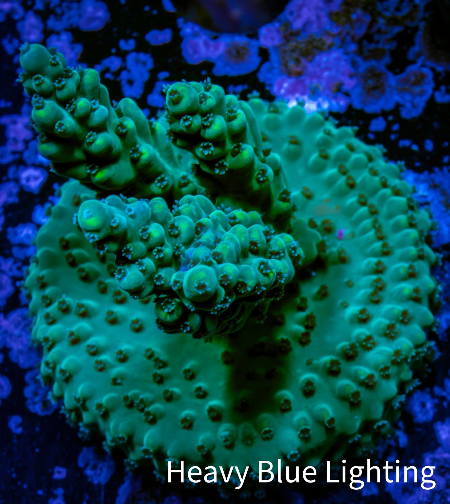 Acropora Coral - Ultra Acro Frag WYSIWYG D3R2B1 Acropora Coral - Ultra Acro Frag WYSIWYG D3R2B1 SPS Acropora Coral - Ultra Acro Frag WYSIWYG D3R2B1 Zeo Box Reef