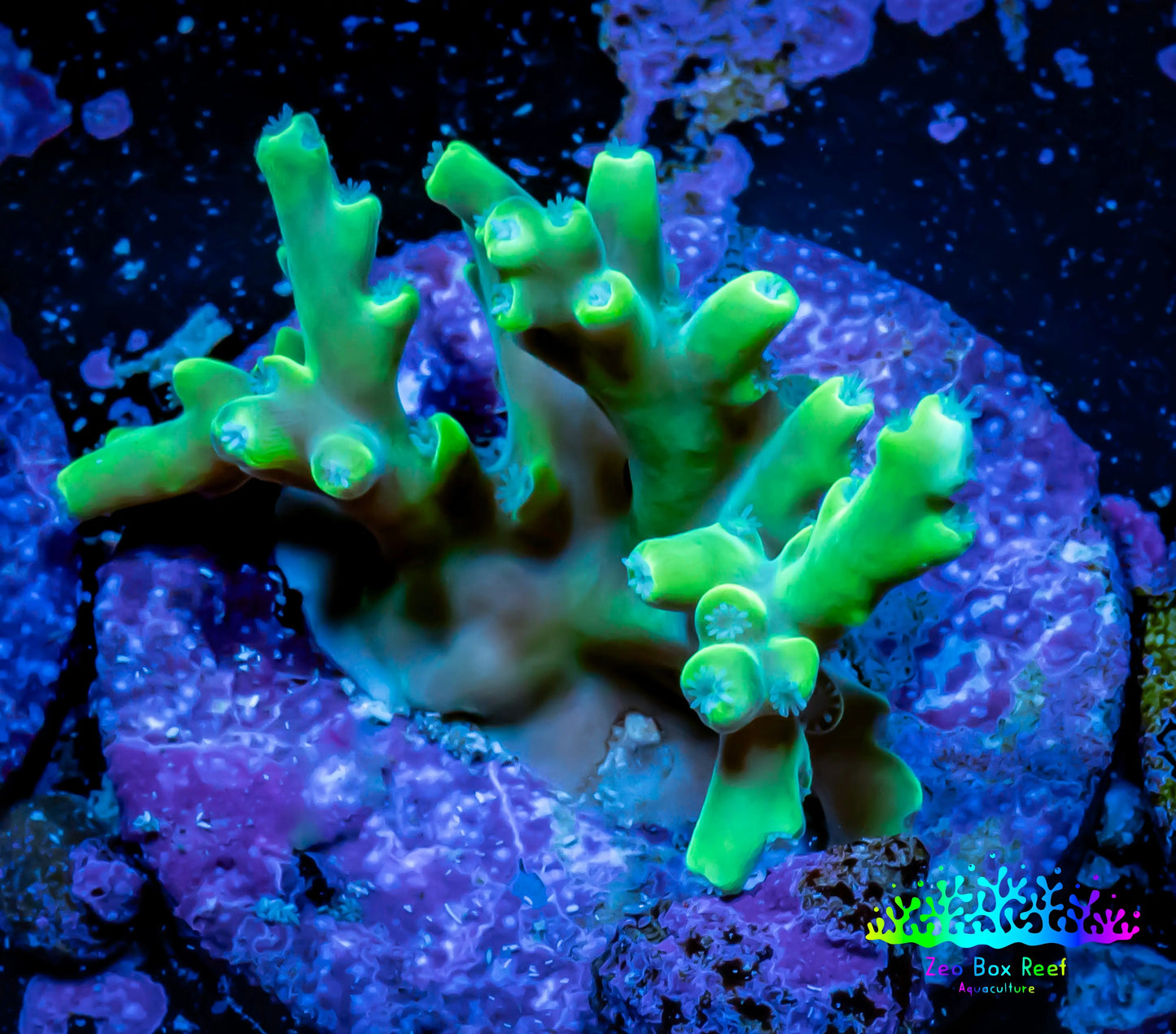 Acropora Coral - Ultra Acro Frag Wysiwyg A7R5B1 Acropora Coral - Ultra Acro Frag Wysiwyg A7R5B1 SPS Acropora Coral - Ultra Acro Frag Wysiwyg A7R5B1 Zeo Box Reef