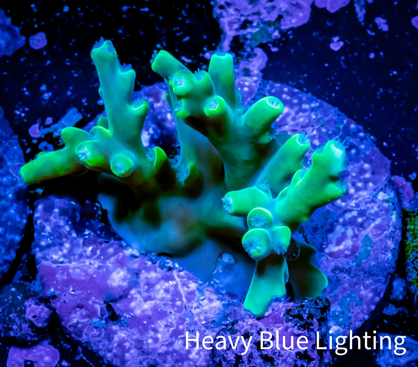 Acropora Coral - Ultra Acro Frag Wysiwyg A7R5B1 Acropora Coral - Ultra Acro Frag Wysiwyg A7R5B1 SPS Acropora Coral - Ultra Acro Frag Wysiwyg A7R5B1 Zeo Box Reef