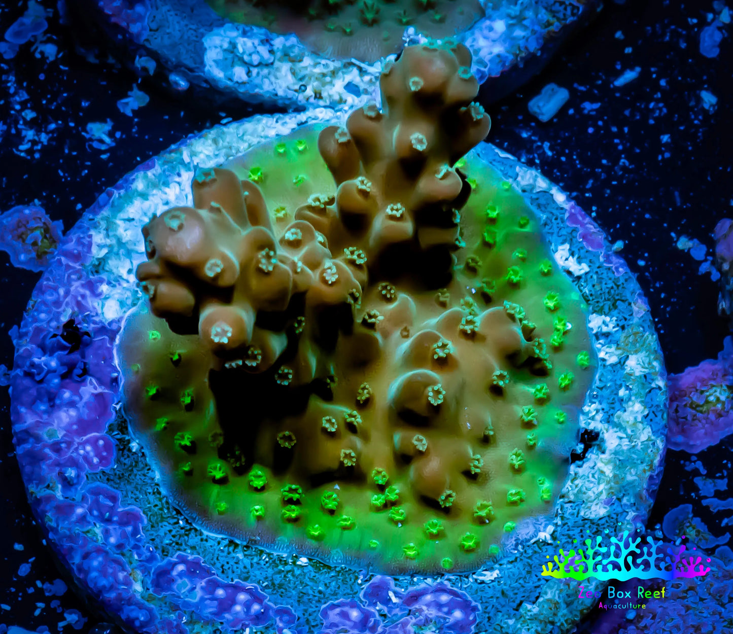 Acropora Coral - Ultra Cherry Blossom Rosaria Acro Frag Wysiwyg B1R5B1 Acropora Coral - Ultra Cherry Blossom Rosaria Acro Frag Wysiwyg B1R5B1 SPS Acropora Coral - Ultra Cherry Blossom Rosaria Acro Frag Wysiwyg B1R5B1 Zeo Box Reef