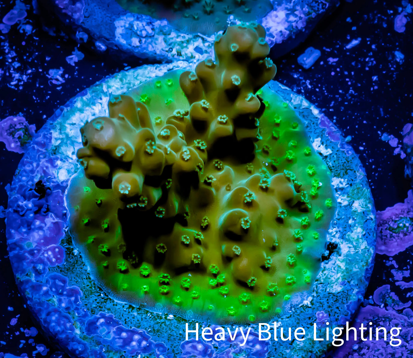 Acropora Coral - Ultra Cherry Blossom Rosaria Acro Frag Wysiwyg B1R5B1 Acropora Coral - Ultra Cherry Blossom Rosaria Acro Frag Wysiwyg B1R5B1 SPS Acropora Coral - Ultra Cherry Blossom Rosaria Acro Frag Wysiwyg B1R5B1 Zeo Box Reef