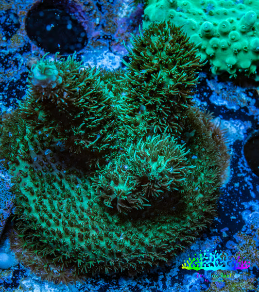 Acropora Coral -  Ultra  Millepora Frag  WYSIWYG B4R3B1 Acropora Coral -  Ultra  Millepora Frag  WYSIWYG B4R3B1 SPS Acropora Coral -  Ultra  Millepora Frag  WYSIWYG B4R3B1 Zeo Box Reef