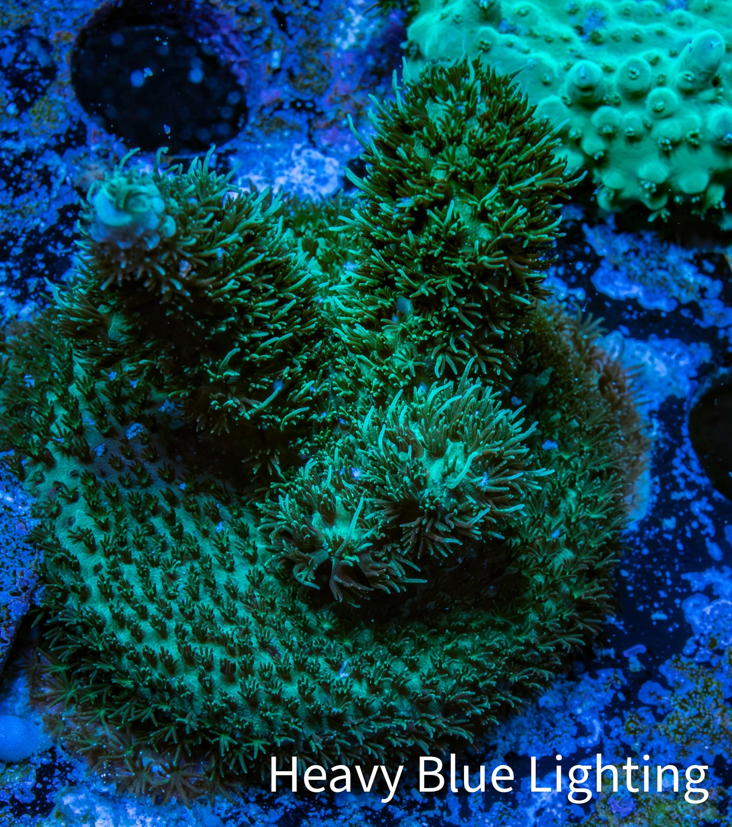 Acropora Coral - Ultra Millepora Frag WYSIWYG B4R3B1 Acropora Coral - Ultra Millepora Frag WYSIWYG B4R3B1 SPS Acropora Coral - Ultra Millepora Frag WYSIWYG B4R3B1 Zeo Box Reef