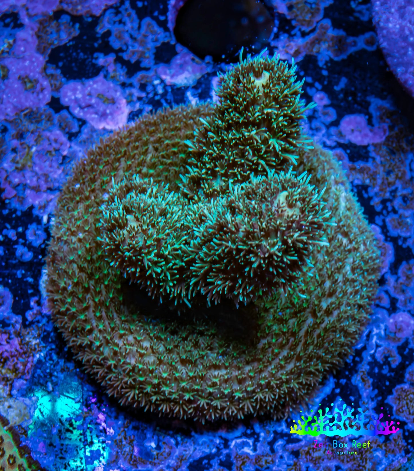 Acropora Coral - Ultra Millepora Frag WYSIWYG C1R2B1 Acropora Coral - Ultra Millepora Frag WYSIWYG C1R2B1 SPS Acropora Coral - Ultra Millepora Frag WYSIWYG C1R2B1 Zeo Box Reef