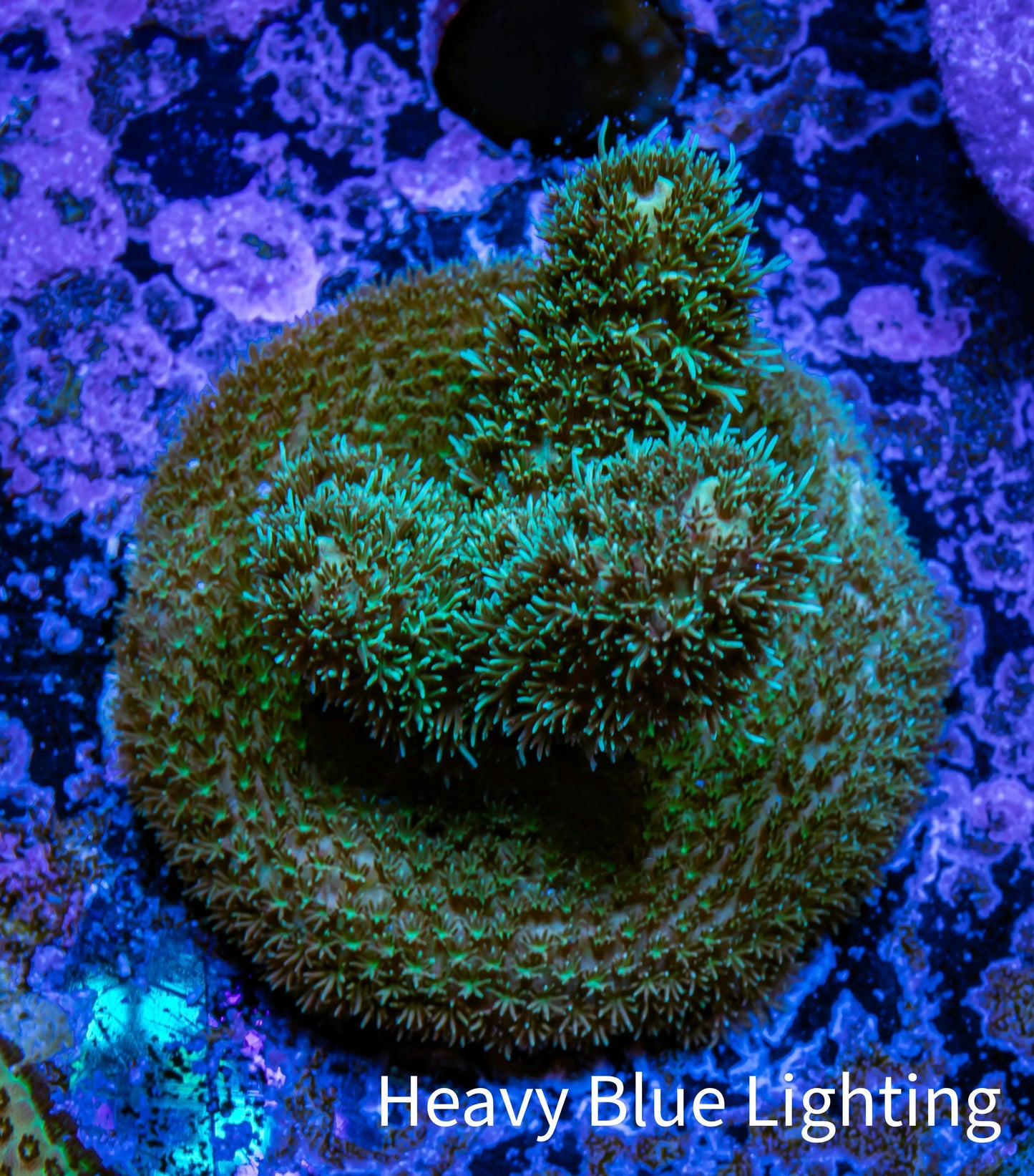 Acropora Coral - Ultra Millepora Frag WYSIWYG C1R2B1 Acropora Coral - Ultra Millepora Frag WYSIWYG C1R2B1 SPS Acropora Coral - Ultra Millepora Frag WYSIWYG C1R2B1 Zeo Box Reef