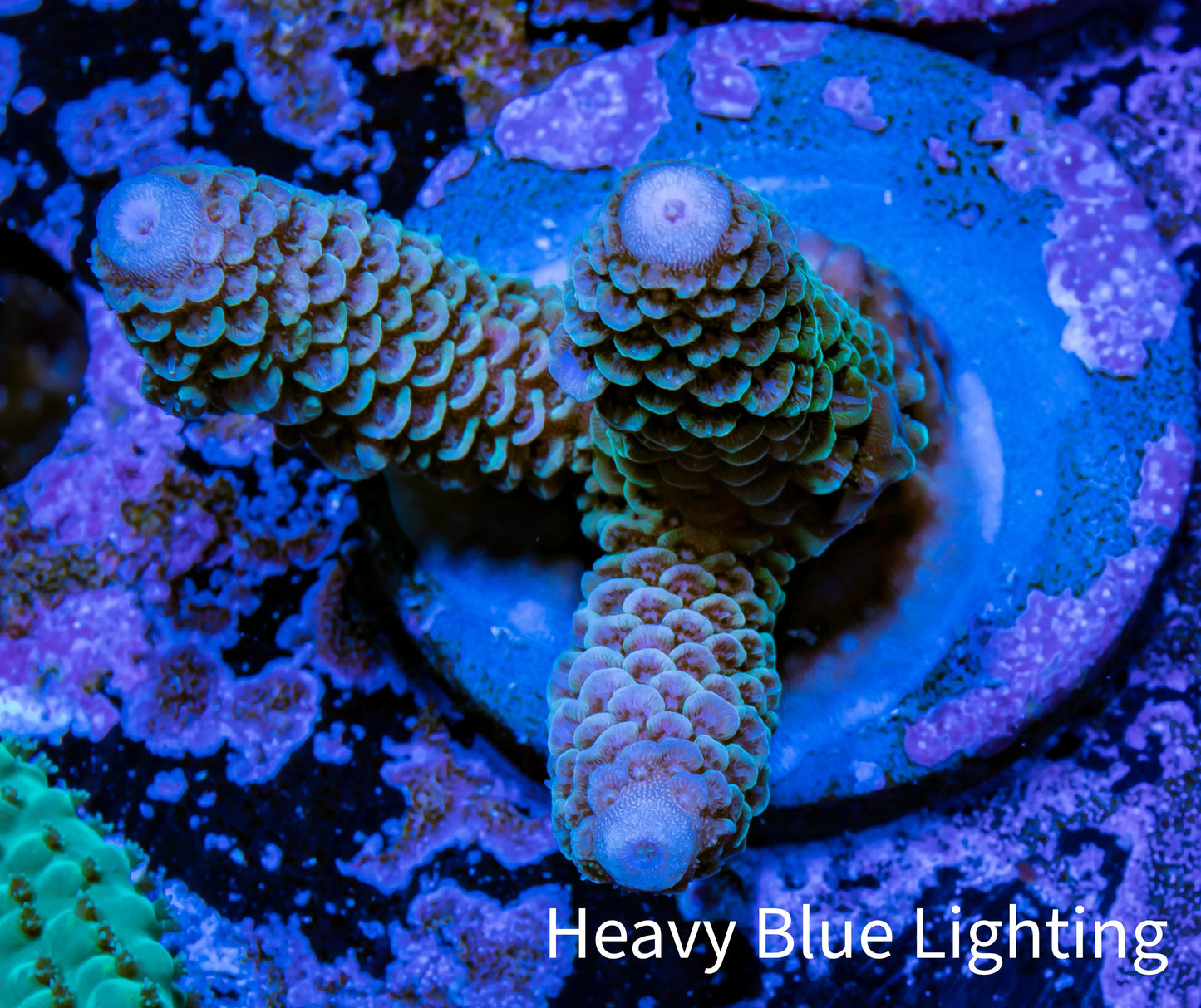 Acropora Coral - Ultra Millepora Frag WYSIWYG C3R2B1 Acropora Coral - Ultra Millepora Frag WYSIWYG C3R2B1 SPS Acropora Coral - Ultra Millepora Frag WYSIWYG C3R2B1 Zeo Box Reef
