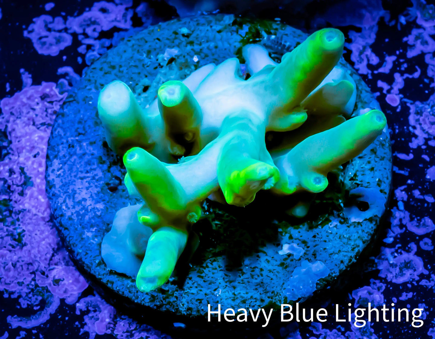 Acropora Coral - Ultra Smooth Skin Acro Frag WYSIWYG B1R3B1 Acropora Coral - Ultra Smooth Skin Acro Frag WYSIWYG B1R3B1 SPS Acropora Coral - Ultra Smooth Skin Acro Frag WYSIWYG B1R3B1 Zeo Box Reef