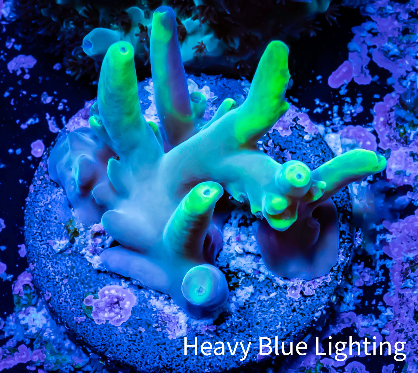 Acropora Coral - Ultra Smooth Skin Acro Frag WYSIWYG B1R3B1 Acropora Coral - Ultra Smooth Skin Acro Frag WYSIWYG B1R3B1 SPS Acropora Coral - Ultra Smooth Skin Acro Frag WYSIWYG B1R3B1 Zeo Box Reef
