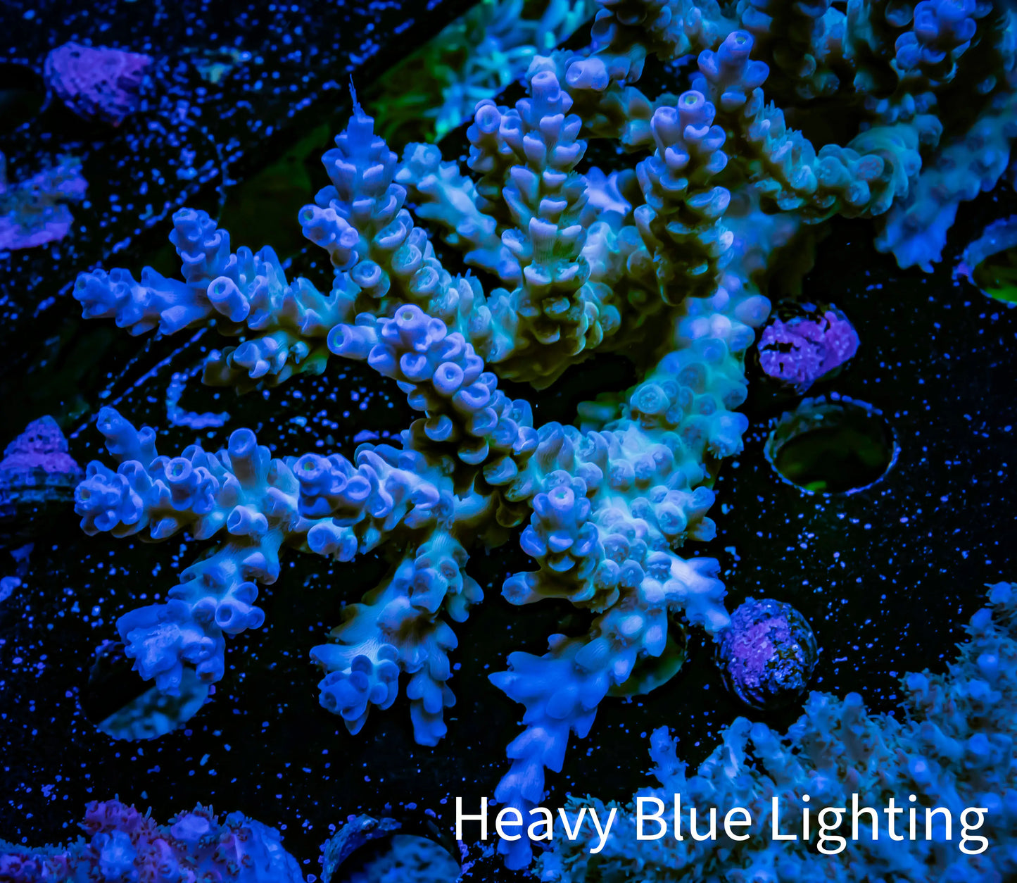 Acropora Coral - Ultra Wild Acro WYSIWYG A1R5B1 Acropora Coral - Ultra Wild Acro WYSIWYG A1R5B1 SPS Acropora Coral - Ultra Wild Acro WYSIWYG A1R5B1 Zeo Box Reef