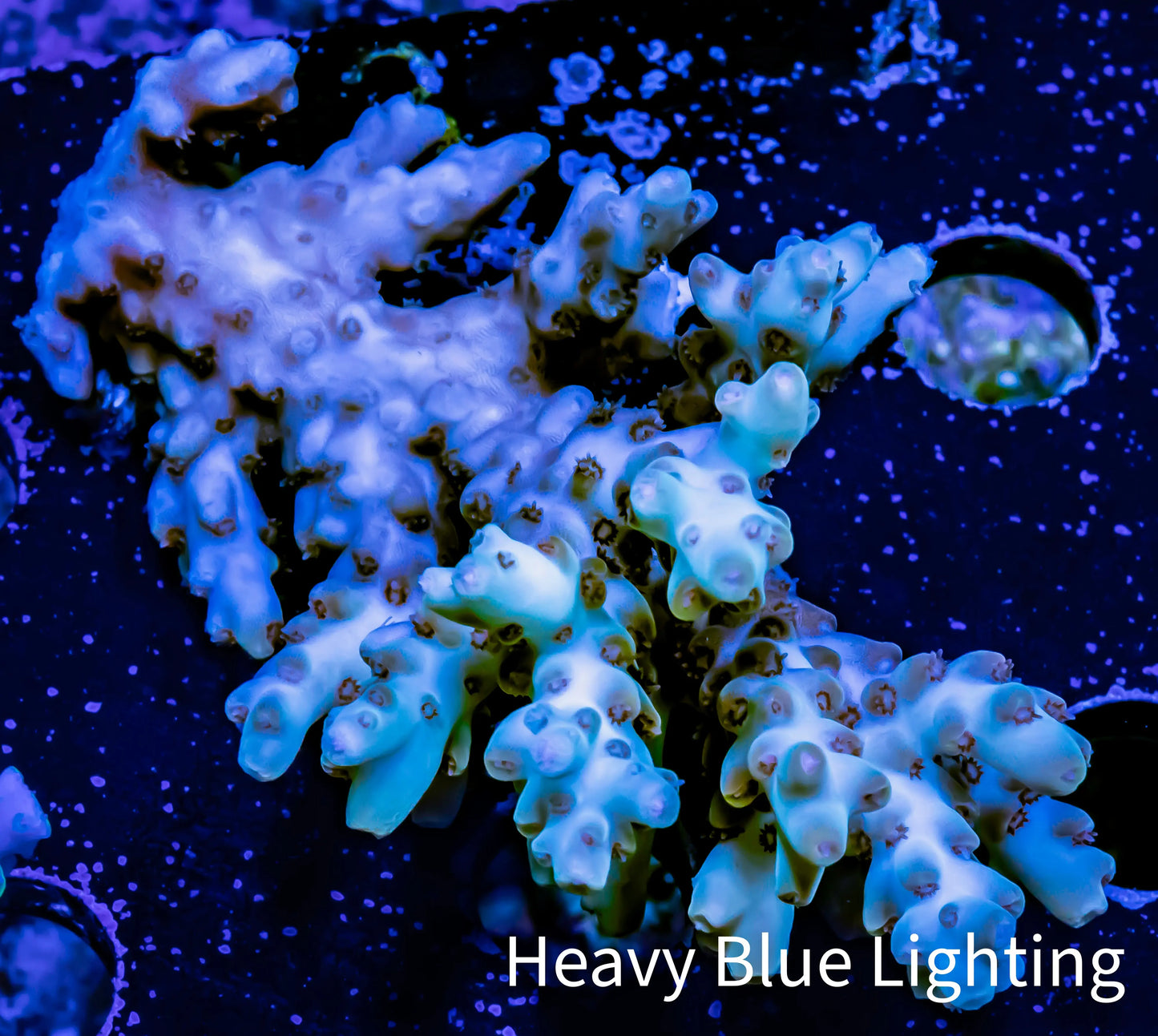 Acropora Coral - Ultra Wild Acro WYSIWYG A2R2B1 Acropora Coral - Ultra Wild Acro WYSIWYG A2R2B1 SPS Acropora Coral - Ultra Wild Acro WYSIWYG A2R2B1 Zeo Box Reef