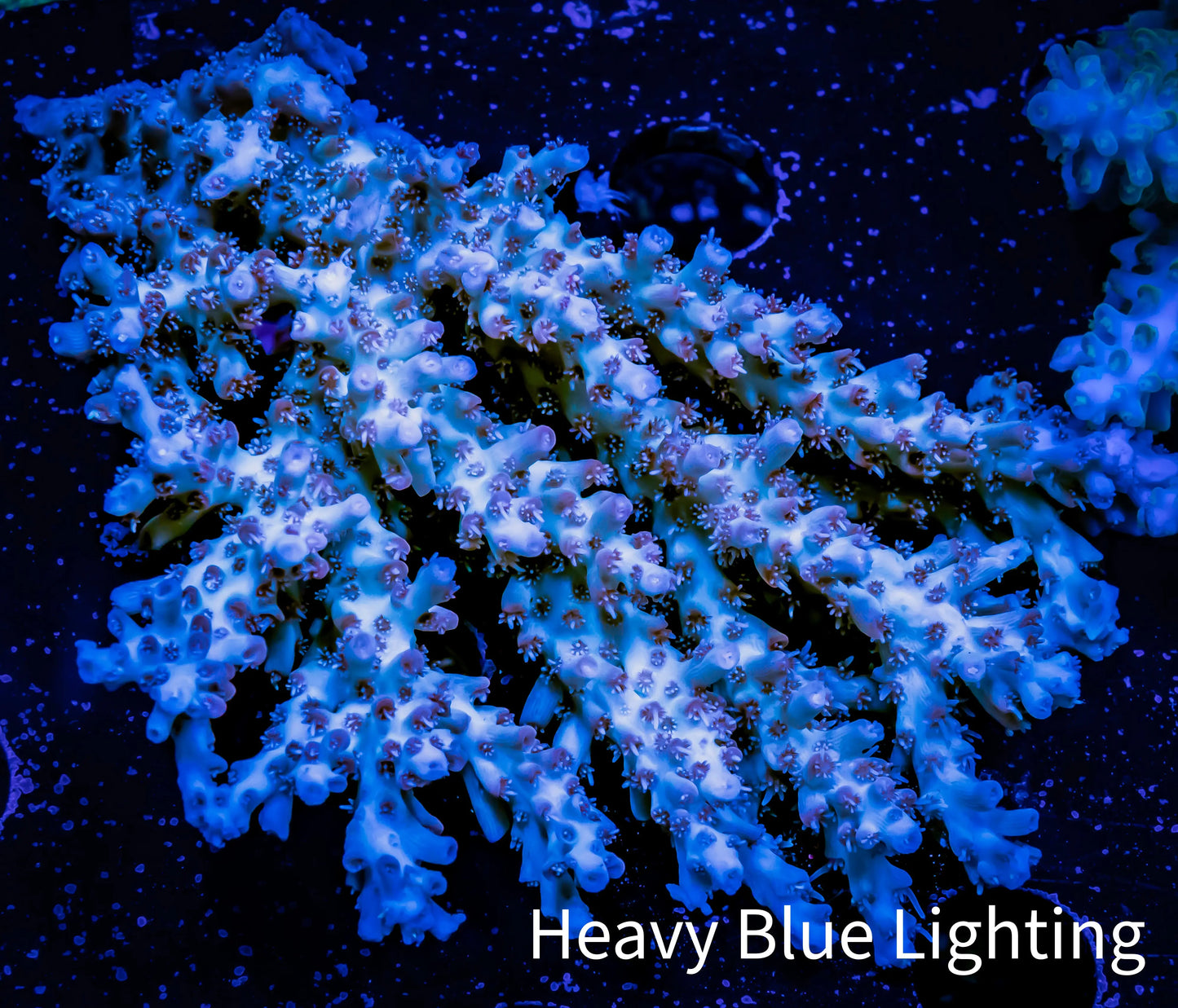 Acropora Coral - Ultra Wild Acro WYSIWYG A3R2B1 Acropora Coral - Ultra Wild Acro WYSIWYG A3R2B1 SPS Acropora Coral - Ultra Wild Acro WYSIWYG A3R2B1 Zeo Box Reef