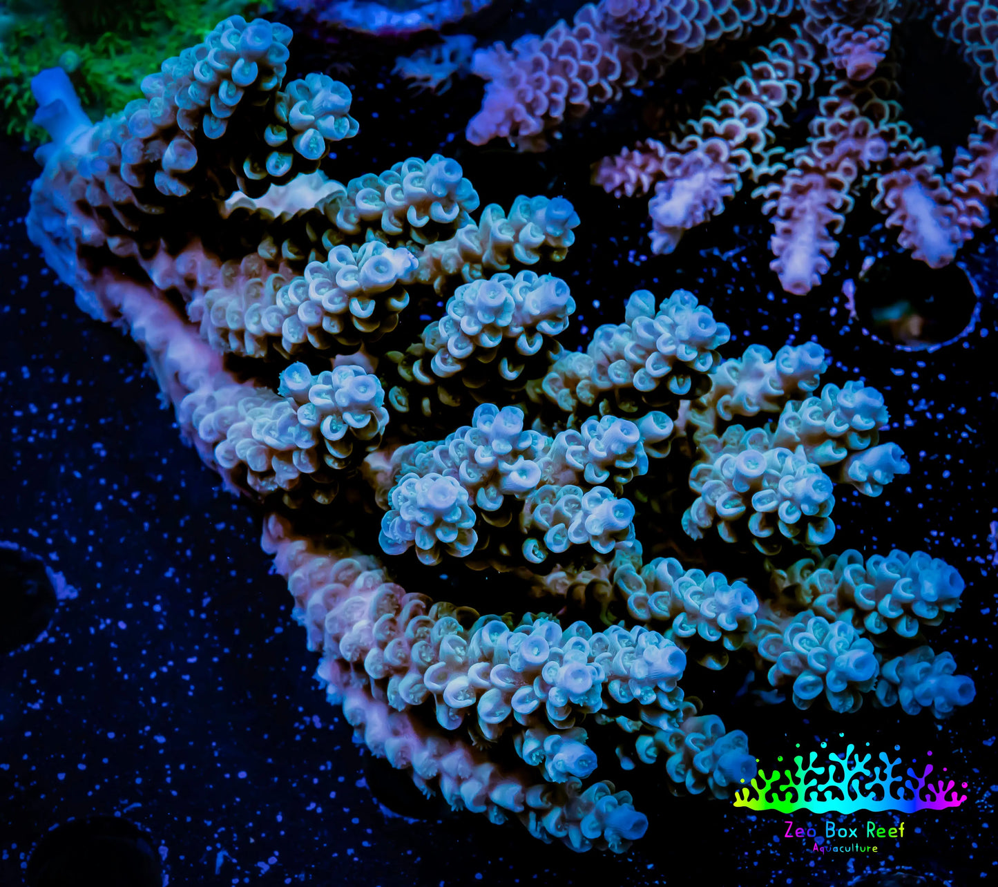 Acropora Coral - Ultra Wild Acro WYSIWYG A3R5B1 Acropora Coral - Ultra Wild Acro WYSIWYG A3R5B1 SPS Acropora Coral - Ultra Wild Acro WYSIWYG A3R5B1 Zeo Box Reef