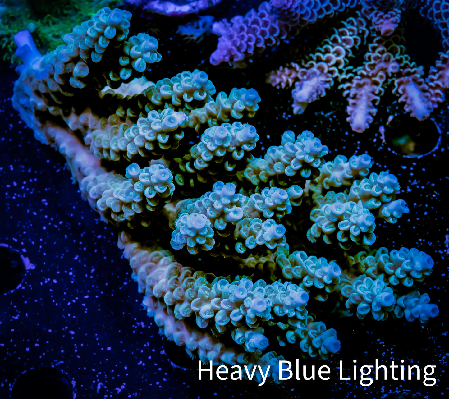 Acropora Coral - Ultra Wild Acro WYSIWYG A3R5B1 Acropora Coral - Ultra Wild Acro WYSIWYG A3R5B1 SPS Acropora Coral - Ultra Wild Acro WYSIWYG A3R5B1 Zeo Box Reef