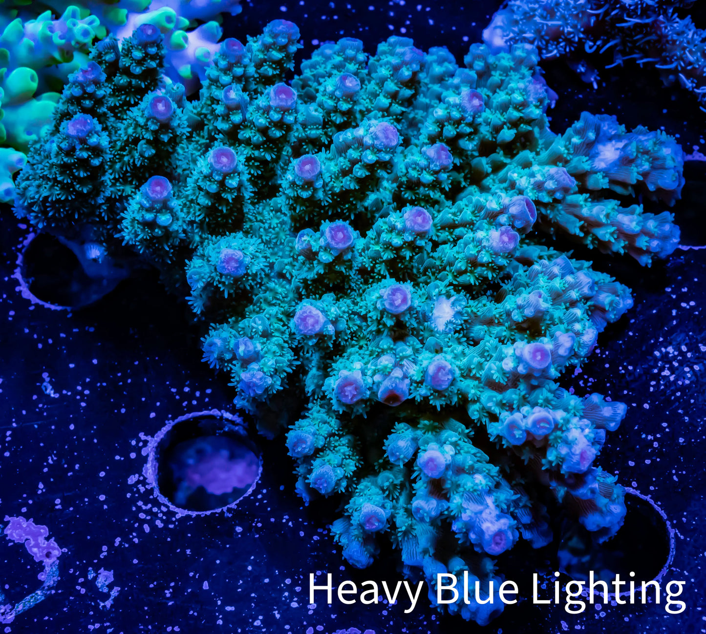 Acropora Coral - Ultra Wild Acro WYSIWYG B1R2B1 Acropora Coral - Ultra Wild Acro WYSIWYG B1R2B1 SPS Acropora Coral - Ultra Wild Acro WYSIWYG B1R2B1 Zeo Box Reef