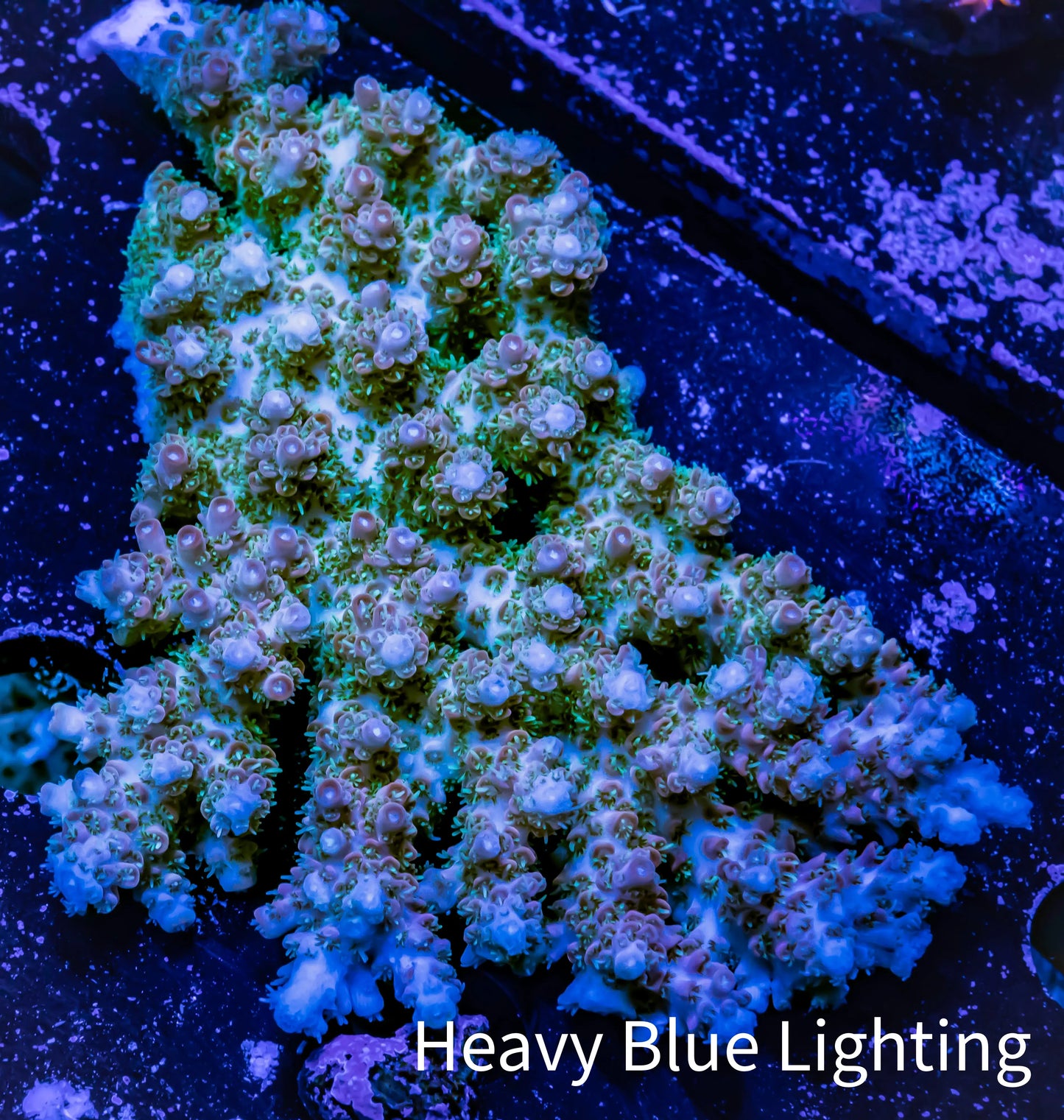 Acropora Coral - Ultra Wild Acro WYSIWYG B1R2B1 (Copy) Acropora Coral - Ultra Wild Acro WYSIWYG B1R2B1 (Copy) SPS Acropora Coral - Ultra Wild Acro WYSIWYG B1R2B1 (Copy) Zeo Box Reef