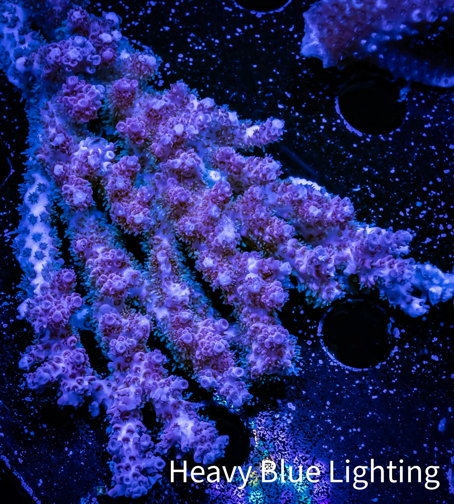 Acropora Coral - Ultra Wild Acro WYSIWYG B1R5B1 Acropora Coral - Ultra Wild Acro WYSIWYG B1R5B1 SPS Acropora Coral - Ultra Wild Acro WYSIWYG B1R5B1 Zeo Box Reef