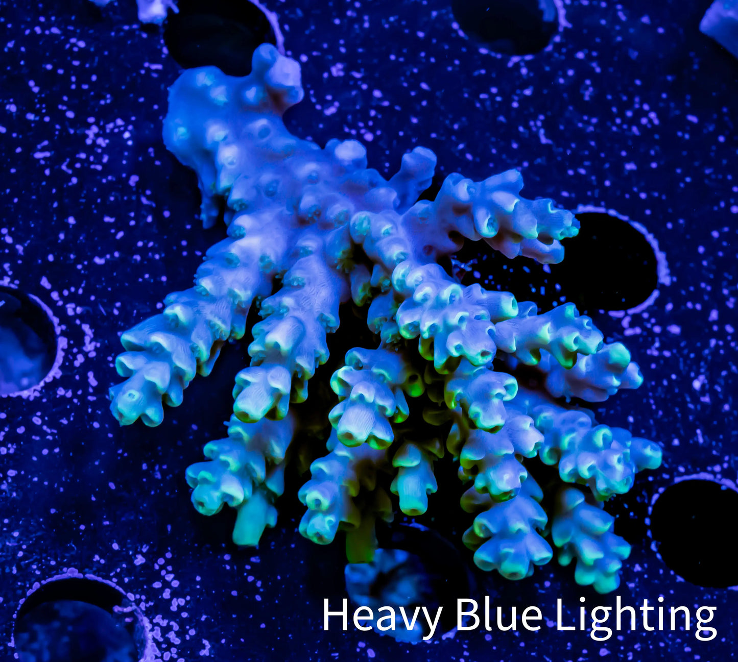 Acropora Coral - Ultra Wild Acro WYSIWYG B2R2B1 Acropora Coral - Ultra Wild Acro WYSIWYG B2R2B1 SPS Acropora Coral - Ultra Wild Acro WYSIWYG B2R2B1 Zeo Box Reef