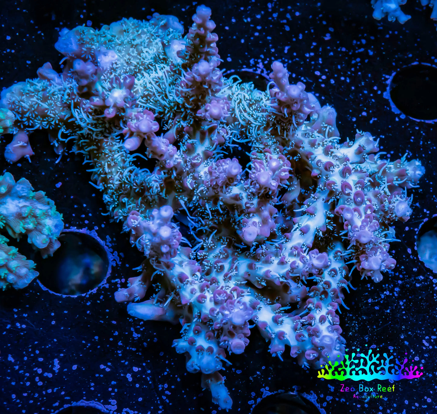 Acropora Coral - Ultra Wild Acro WYSIWYG B2R2B1 Acropora Coral - Ultra Wild Acro WYSIWYG B2R2B1 SPS Acropora Coral - Ultra Wild Acro WYSIWYG B2R2B1 Zeo Box Reef