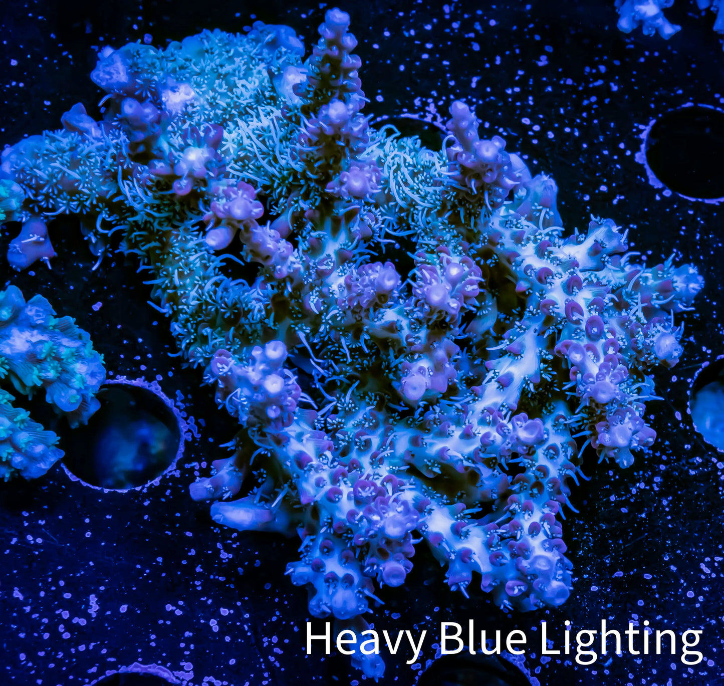 Acropora Coral - Ultra Wild Acro WYSIWYG B2R2B1 Acropora Coral - Ultra Wild Acro WYSIWYG B2R2B1 SPS Acropora Coral - Ultra Wild Acro WYSIWYG B2R2B1 Zeo Box Reef